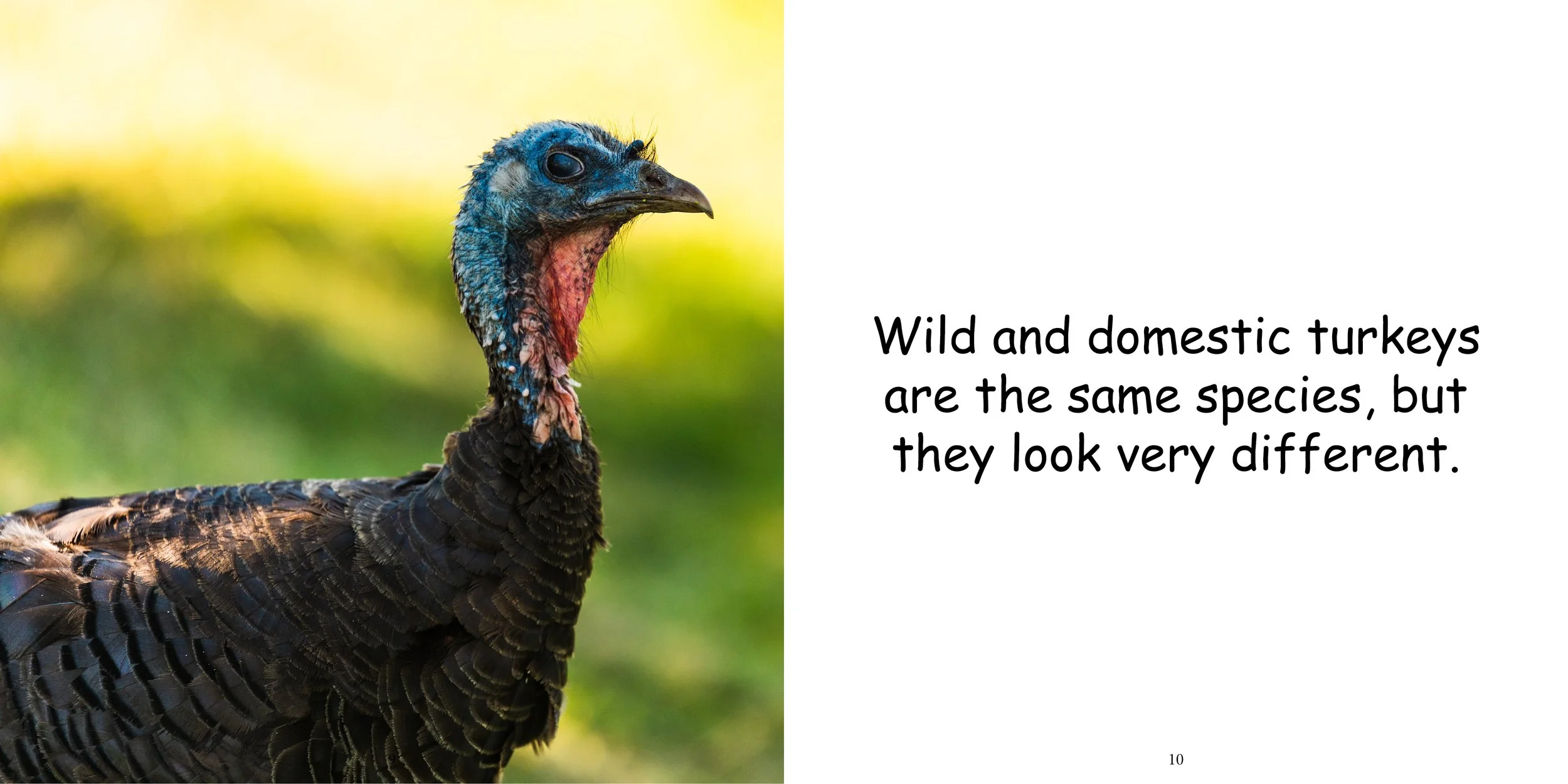 Animal Series Everything About Turkeys — StoryBee.Space