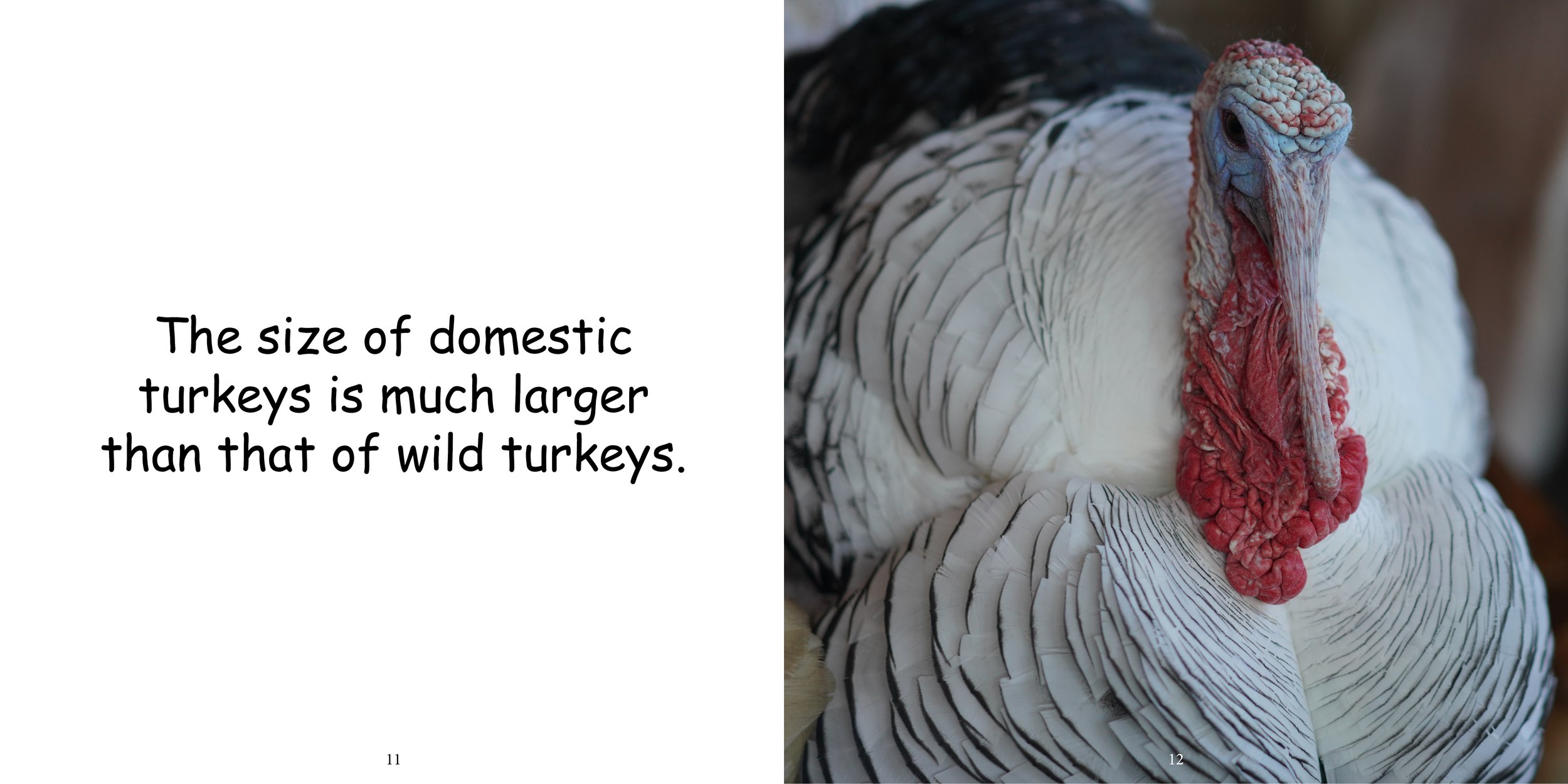 Everything about Turkeys - Animal Series8.jpg