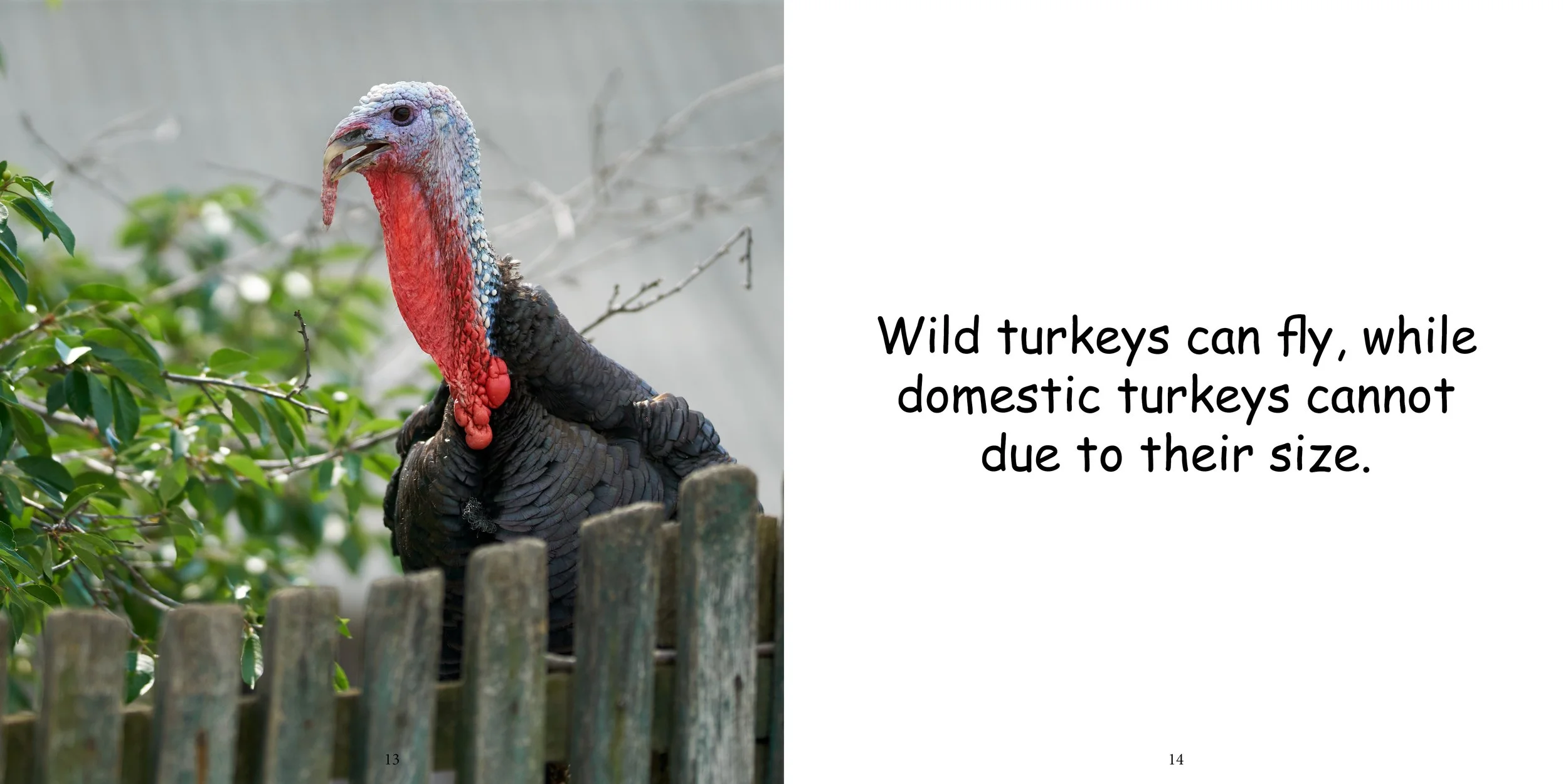 Animal Series Everything About Turkeys — StoryBee.Space