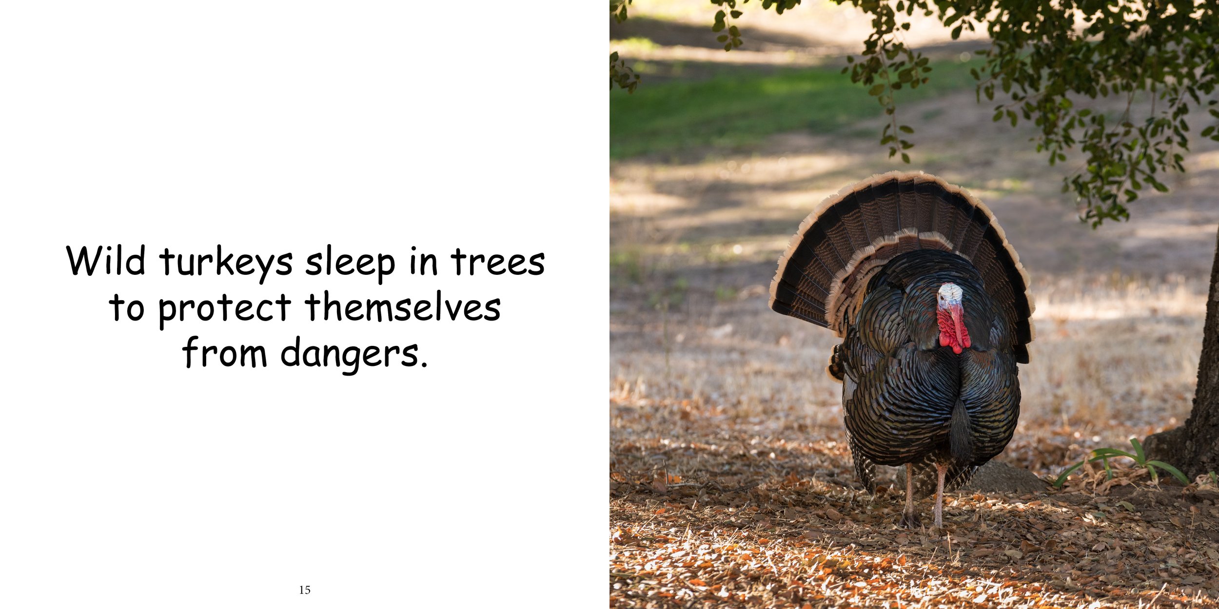 Everything about Turkeys - Animal Series10.jpg