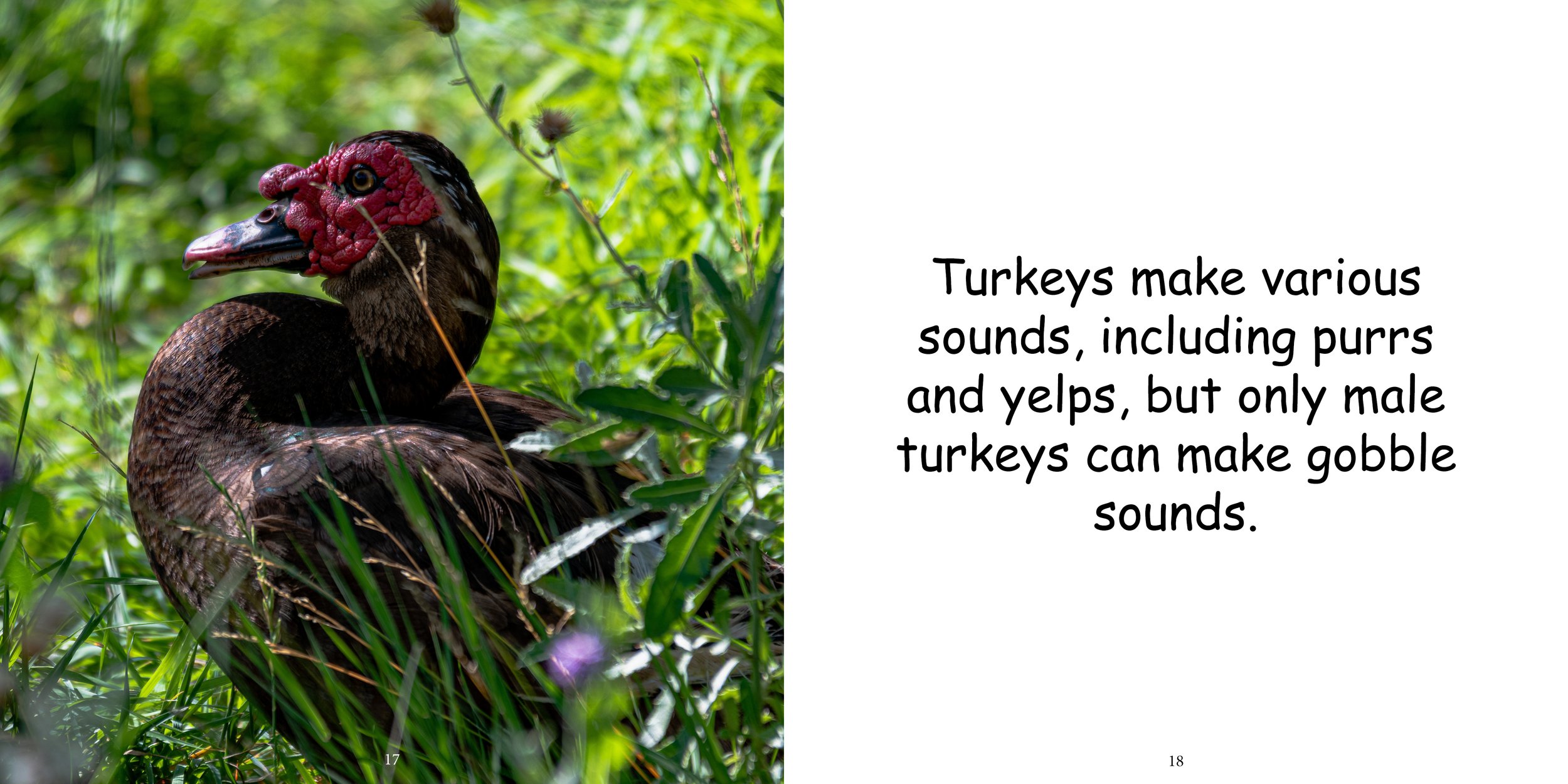 Everything about Turkeys - Animal Series11.jpg