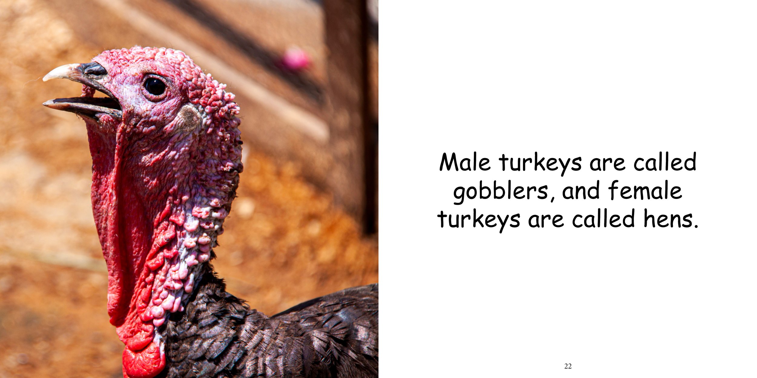 Everything about Turkeys - Animal Series13.jpg