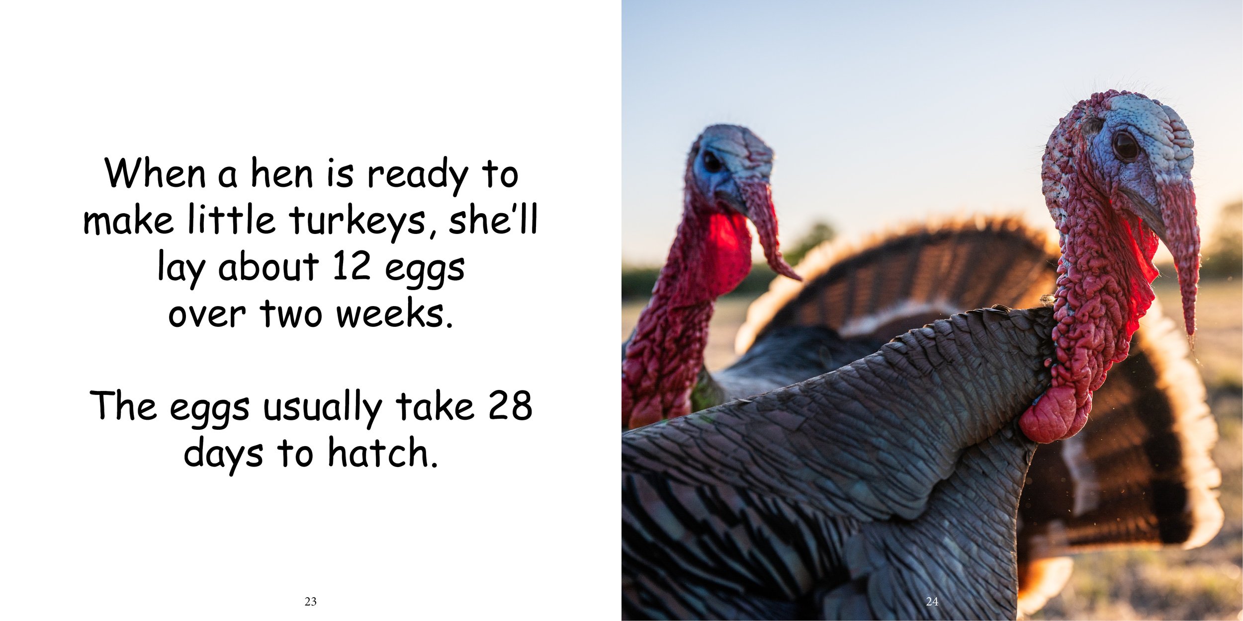 Everything about Turkeys - Animal Series14.jpg