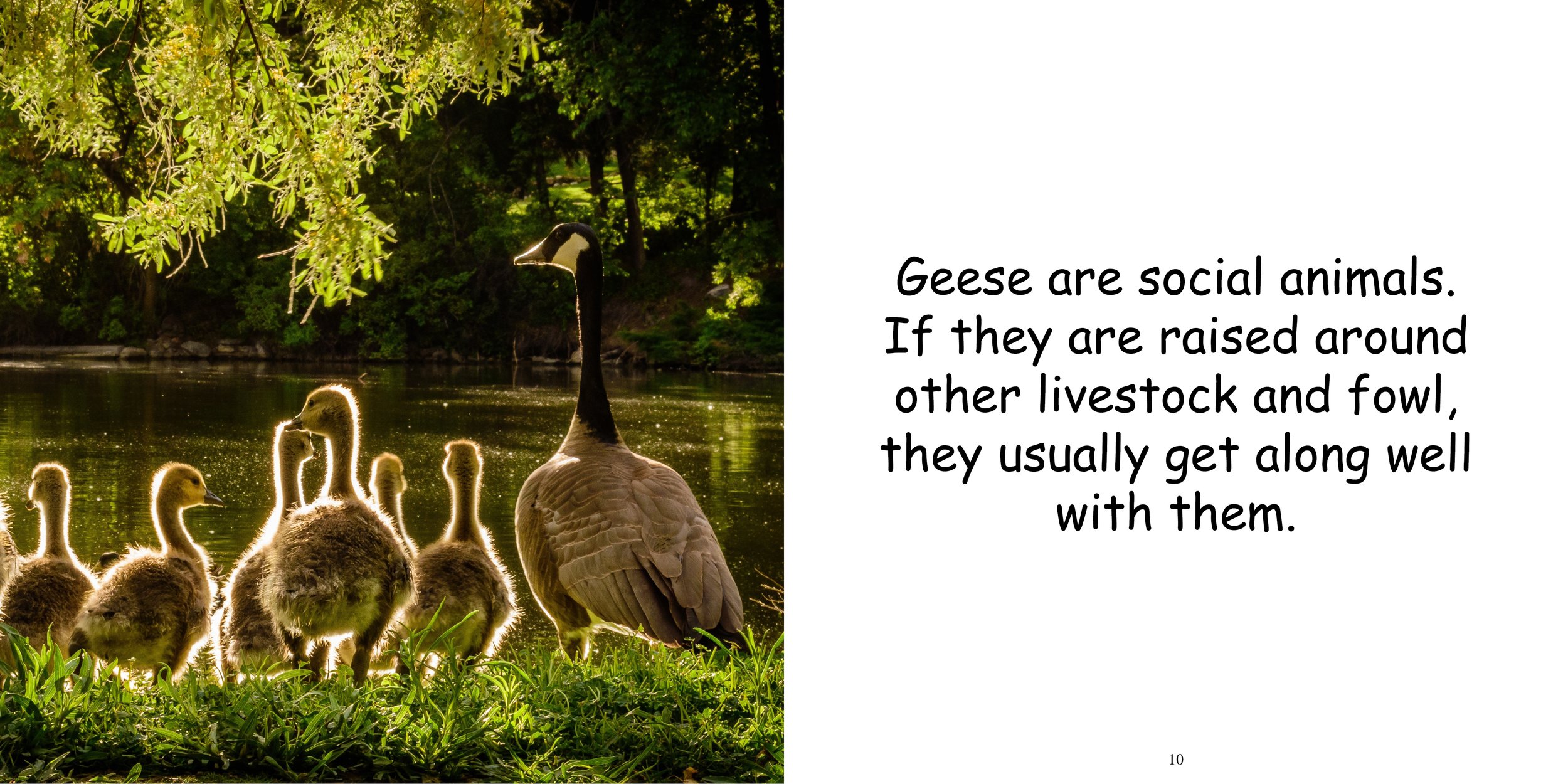 Everything about Geese - Animal Series7.jpg