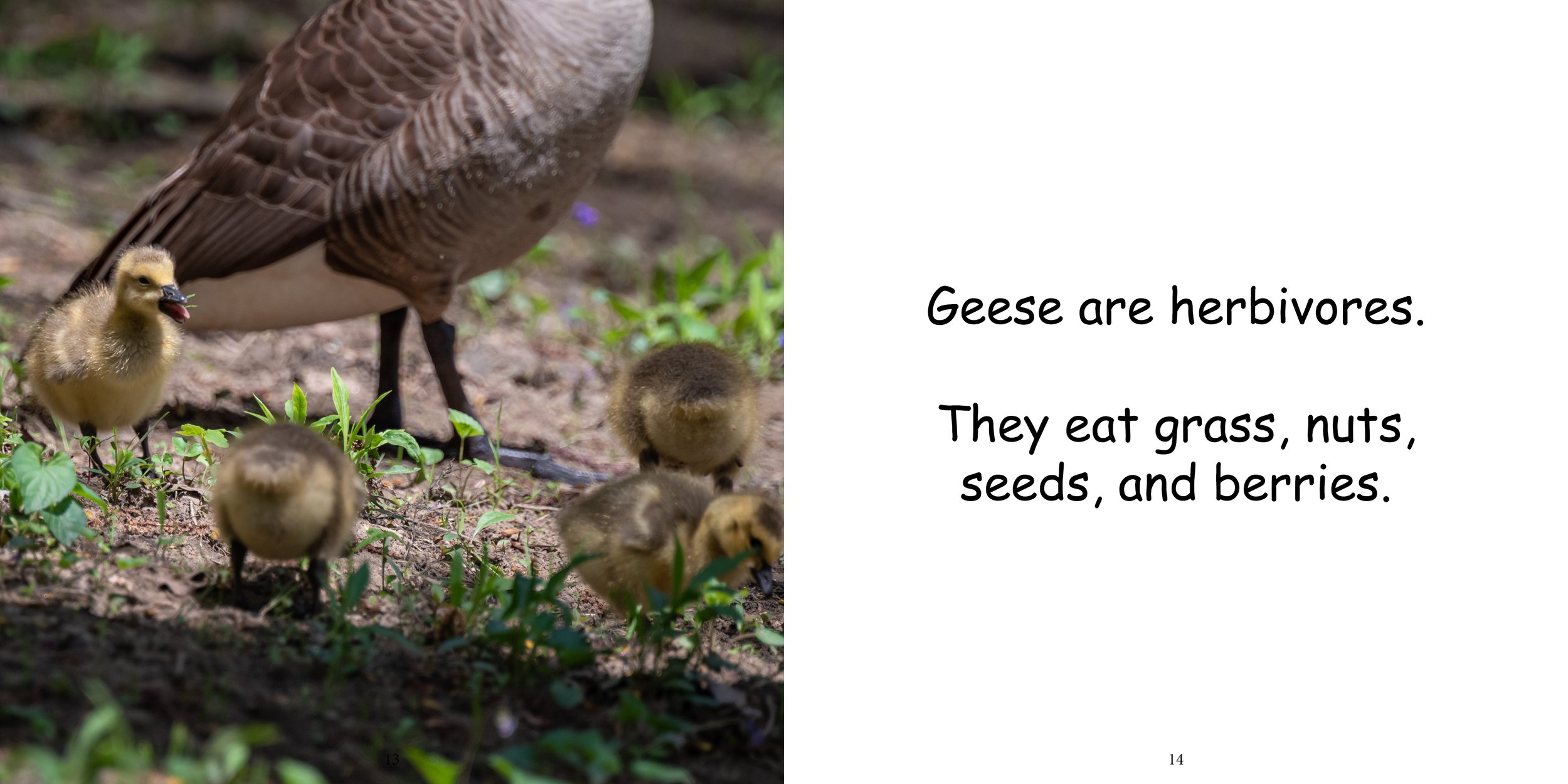 Everything about Geese - Animal Series9.jpg