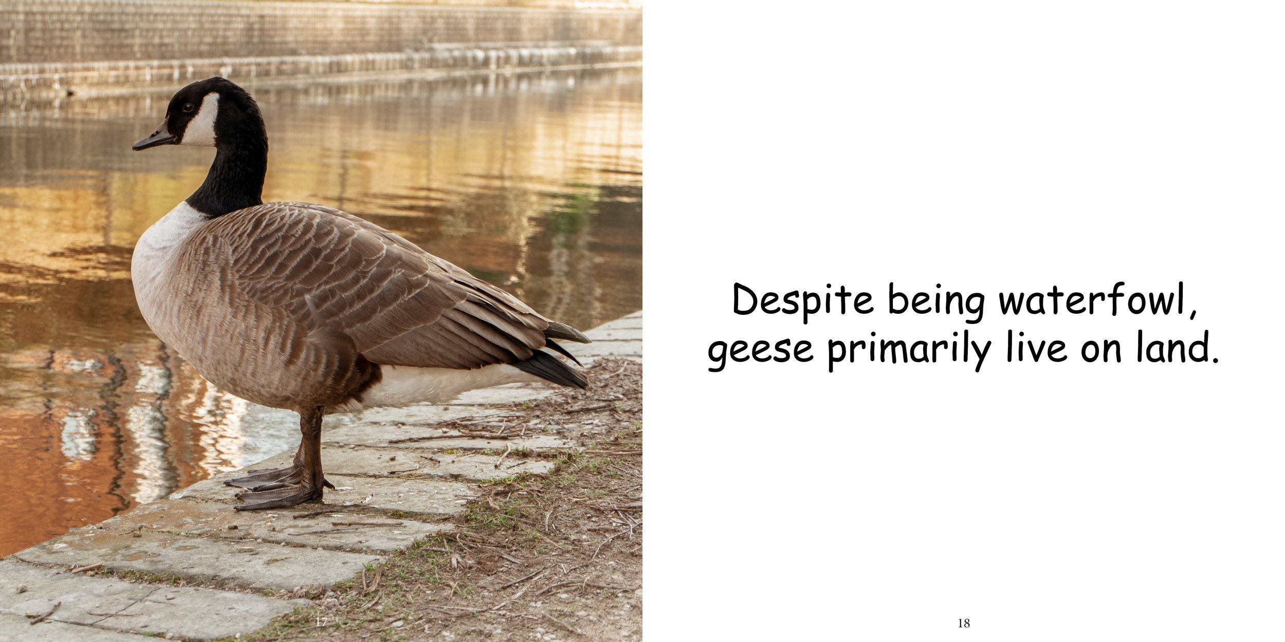 Everything about Geese - Animal Series11.jpg