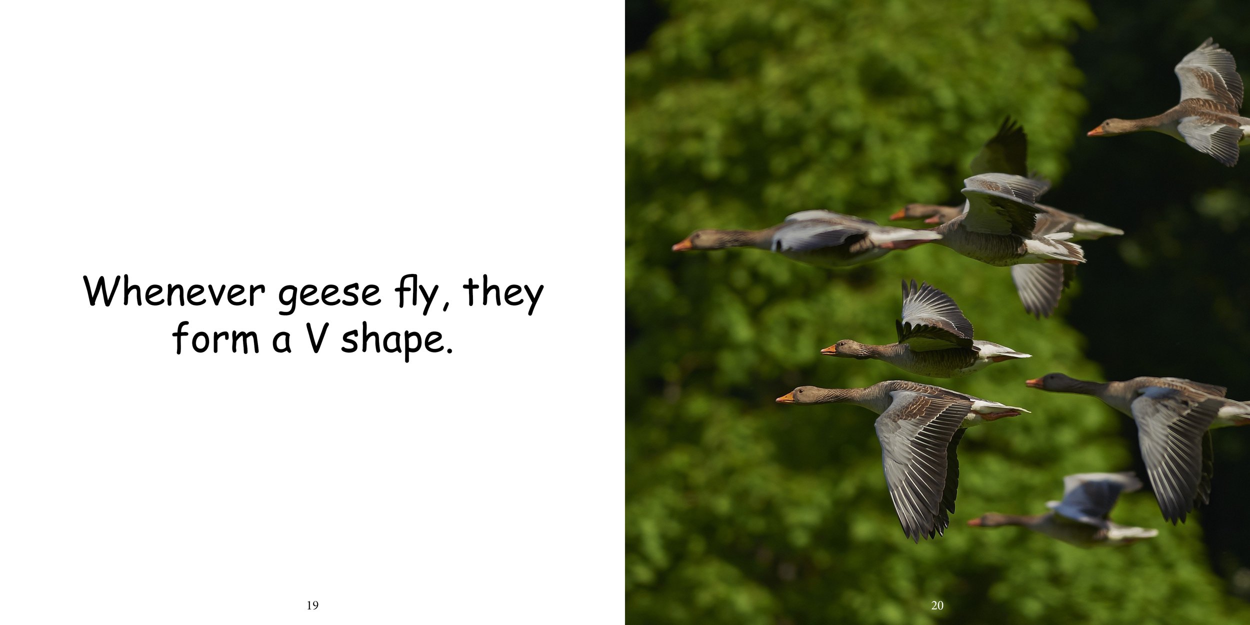 Everything about Geese - Animal Series12.jpg