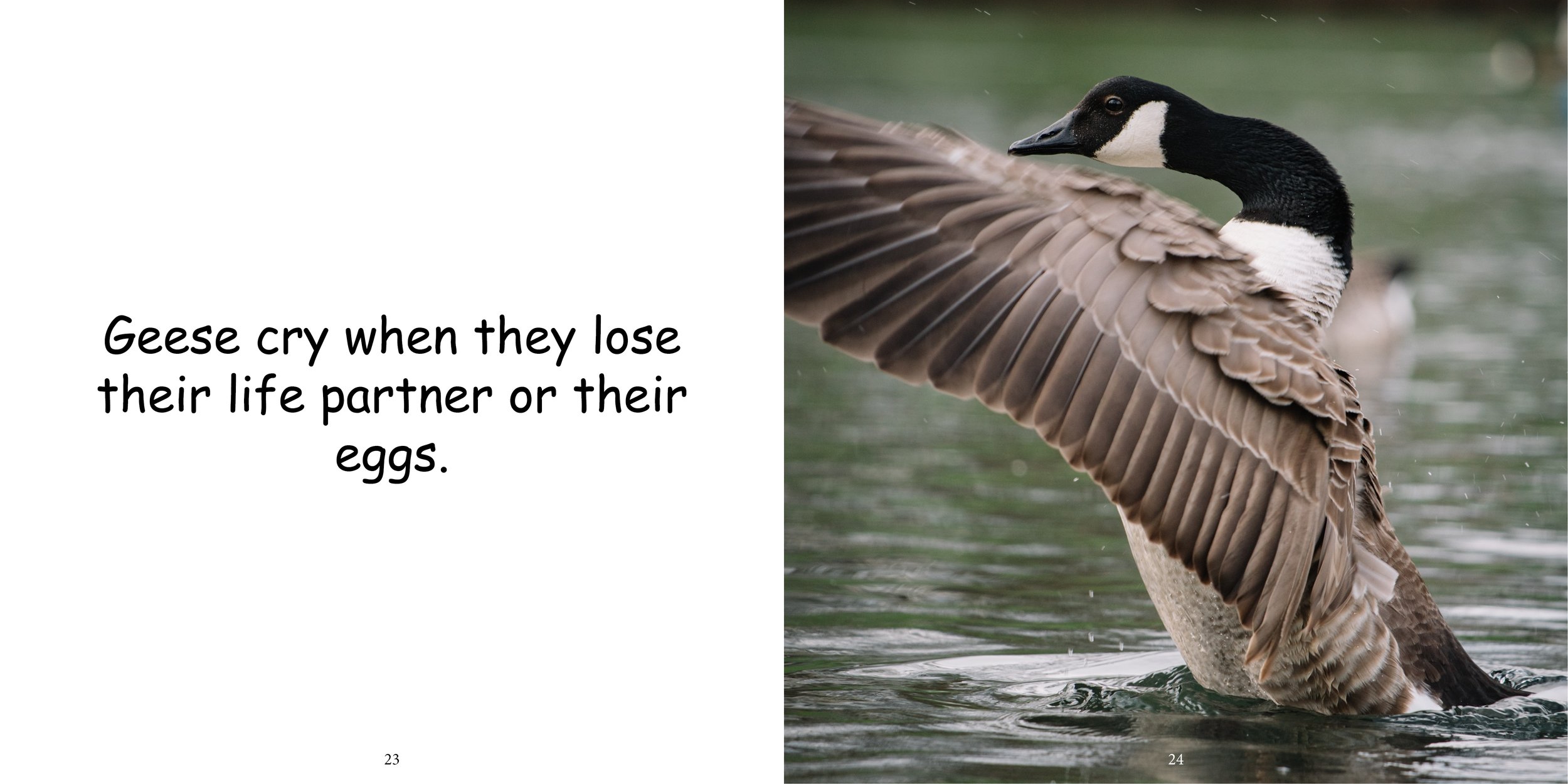 Everything about Geese - Animal Series14.jpg