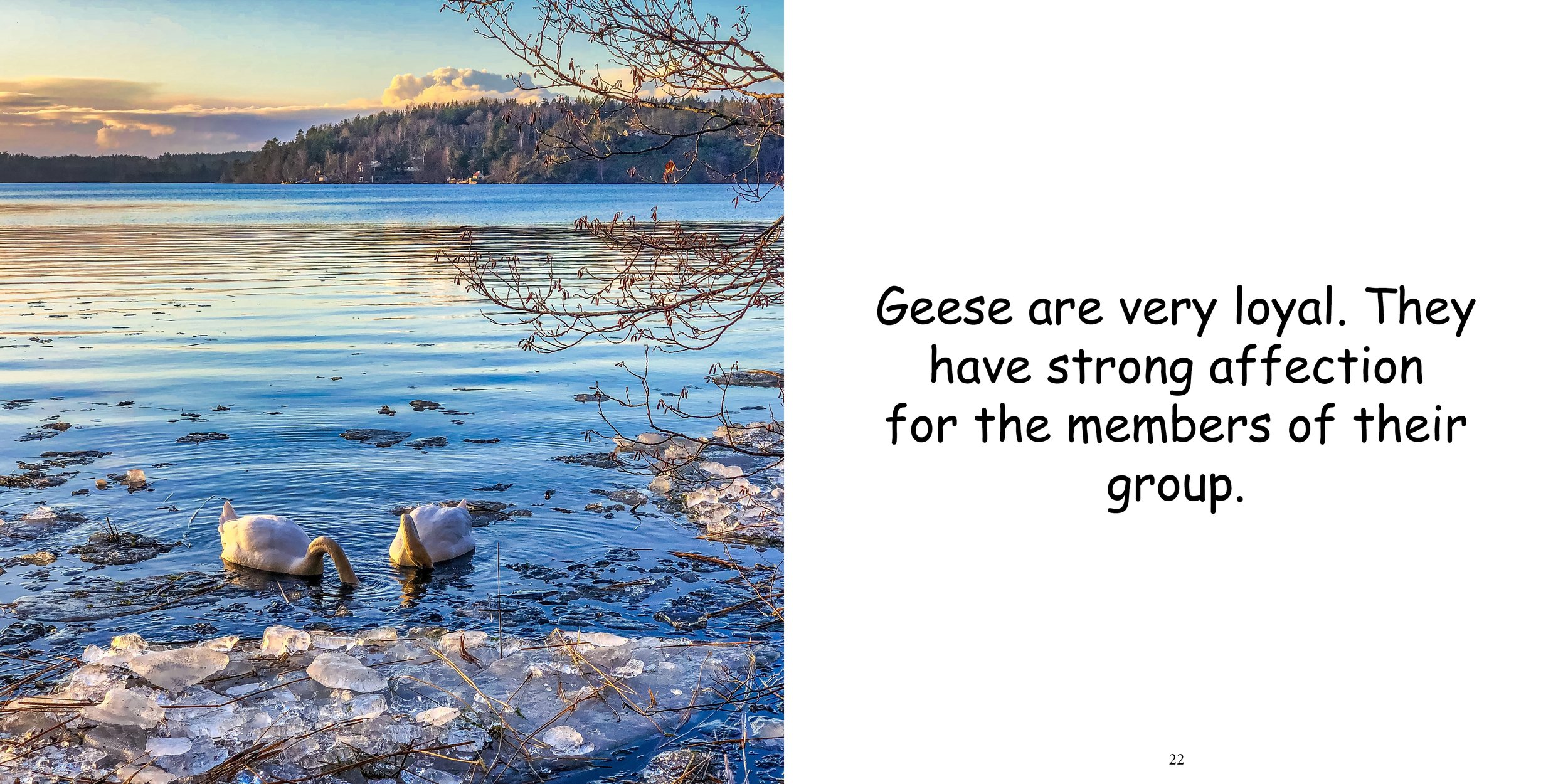 Everything about Geese - Animal Series13.jpg