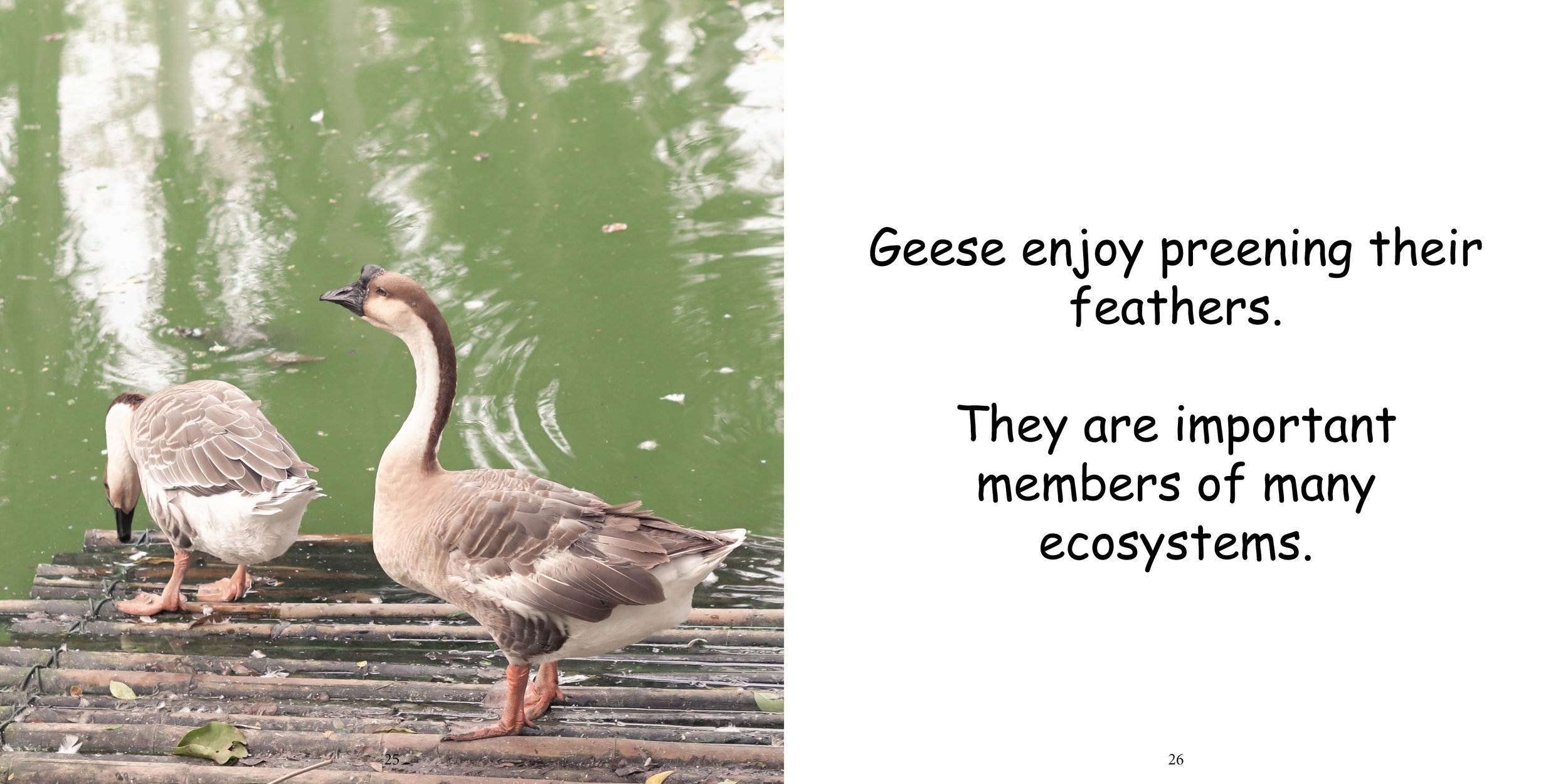 Everything about Geese - Animal Series15.jpg