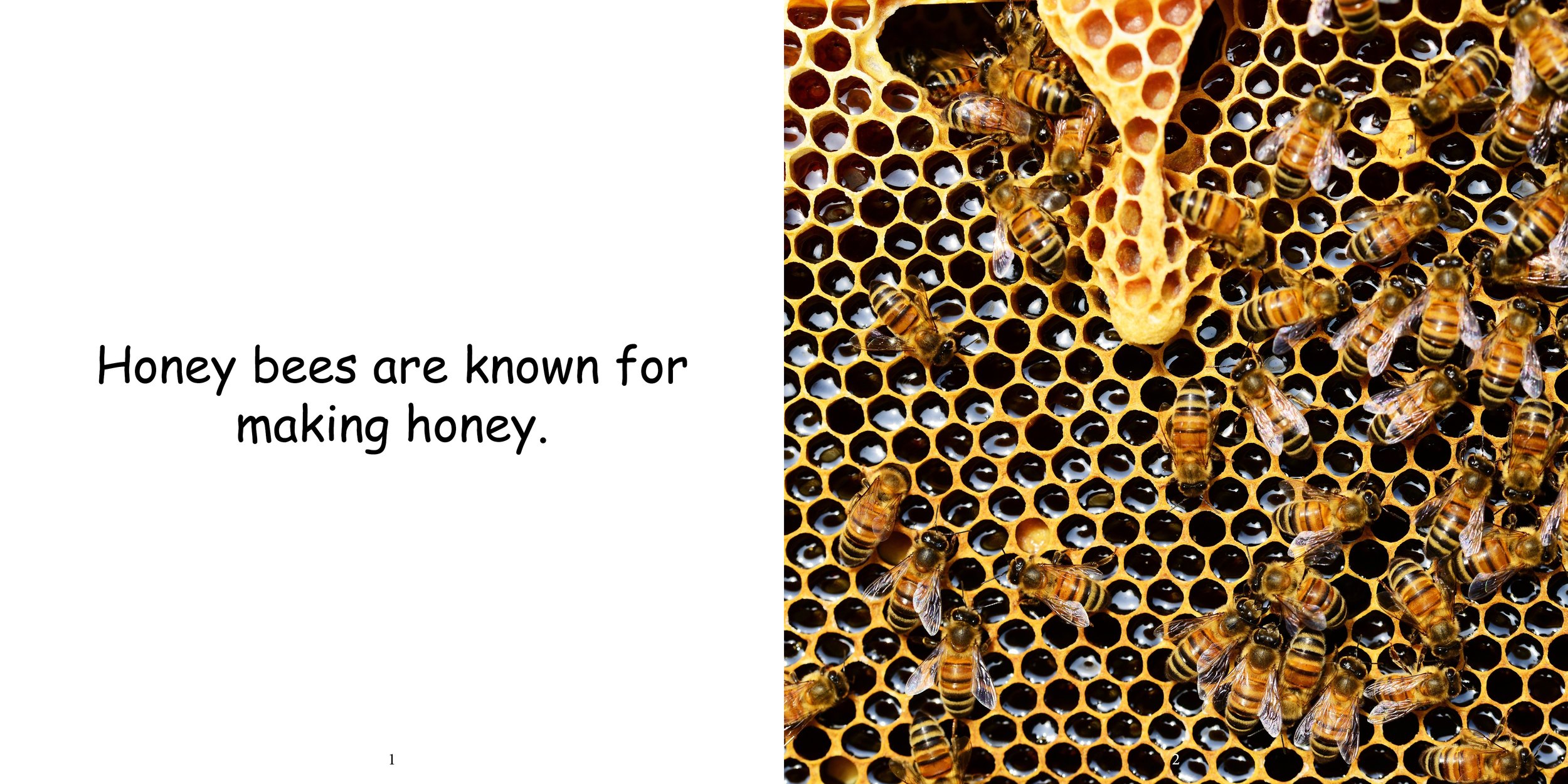 Everything about Honey Bees - Animal Series5.jpg