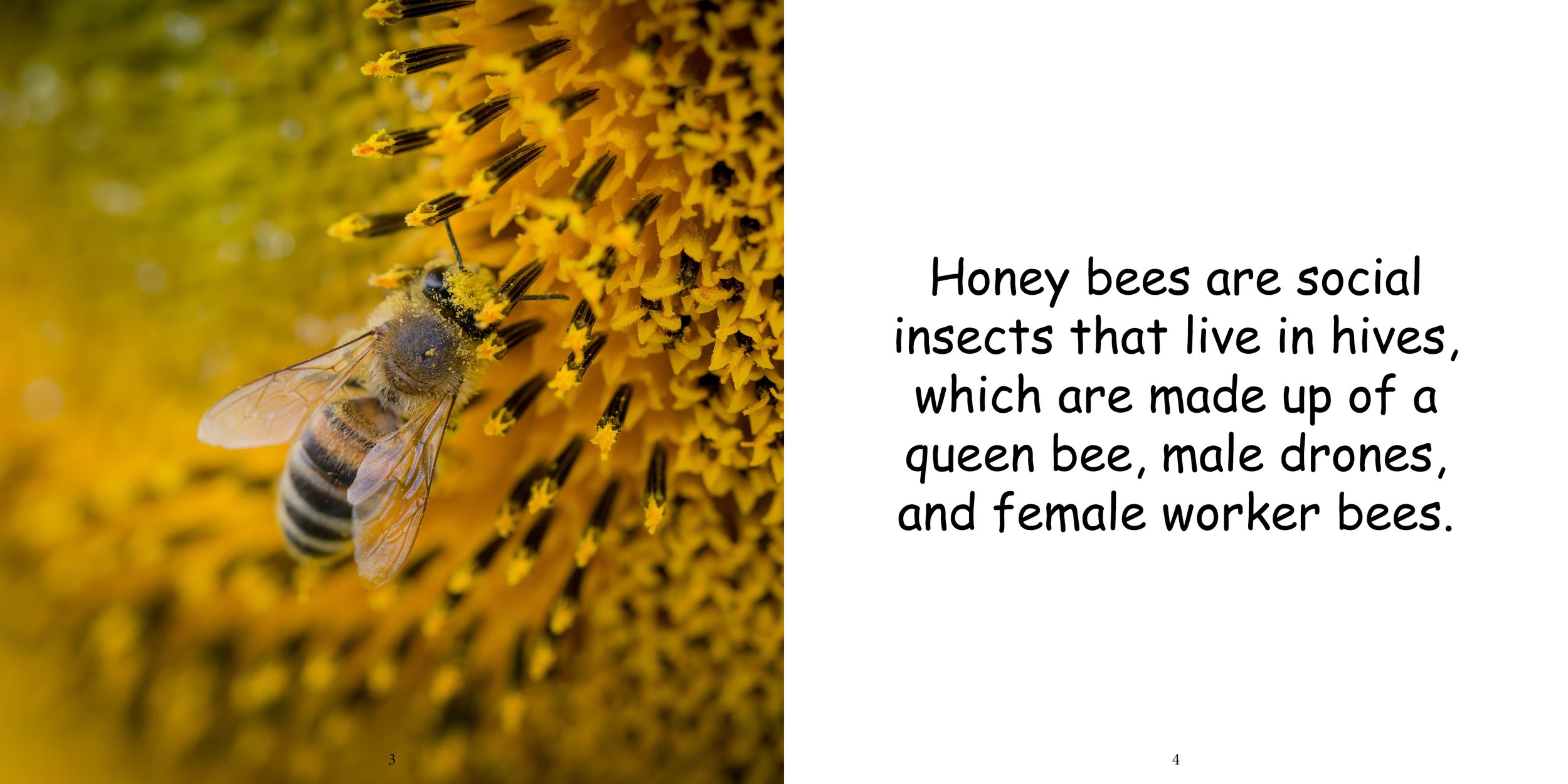 Everything about Honey Bees - Animal Series6.jpg