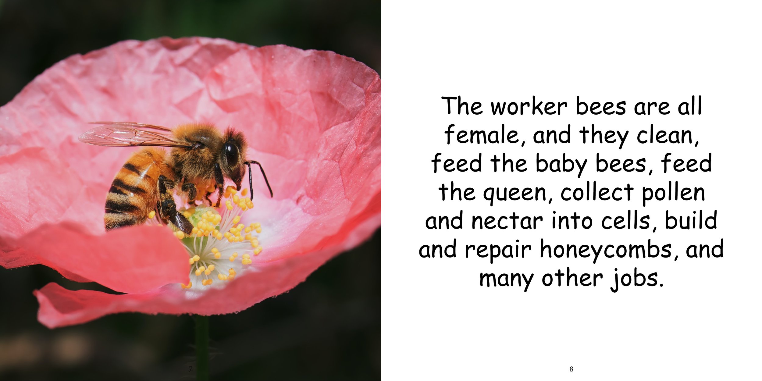 Everything about Honey Bees - Animal Series8.jpg