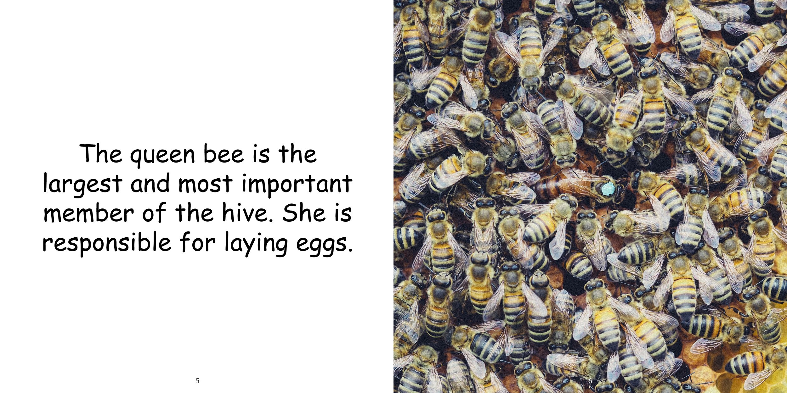 Everything about Honey Bees - Animal Series7.jpg