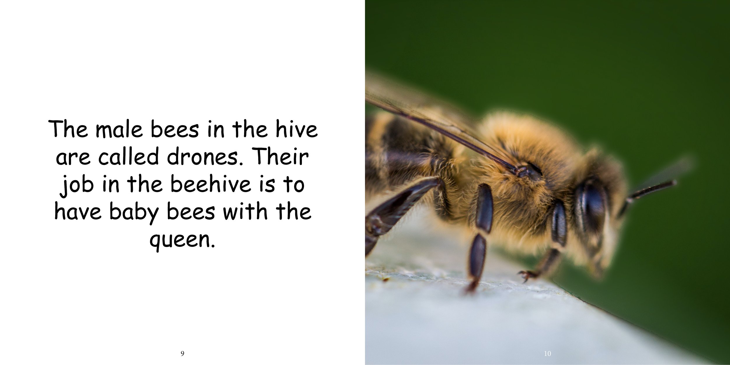 Everything about Honey Bees - Animal Series9.jpg