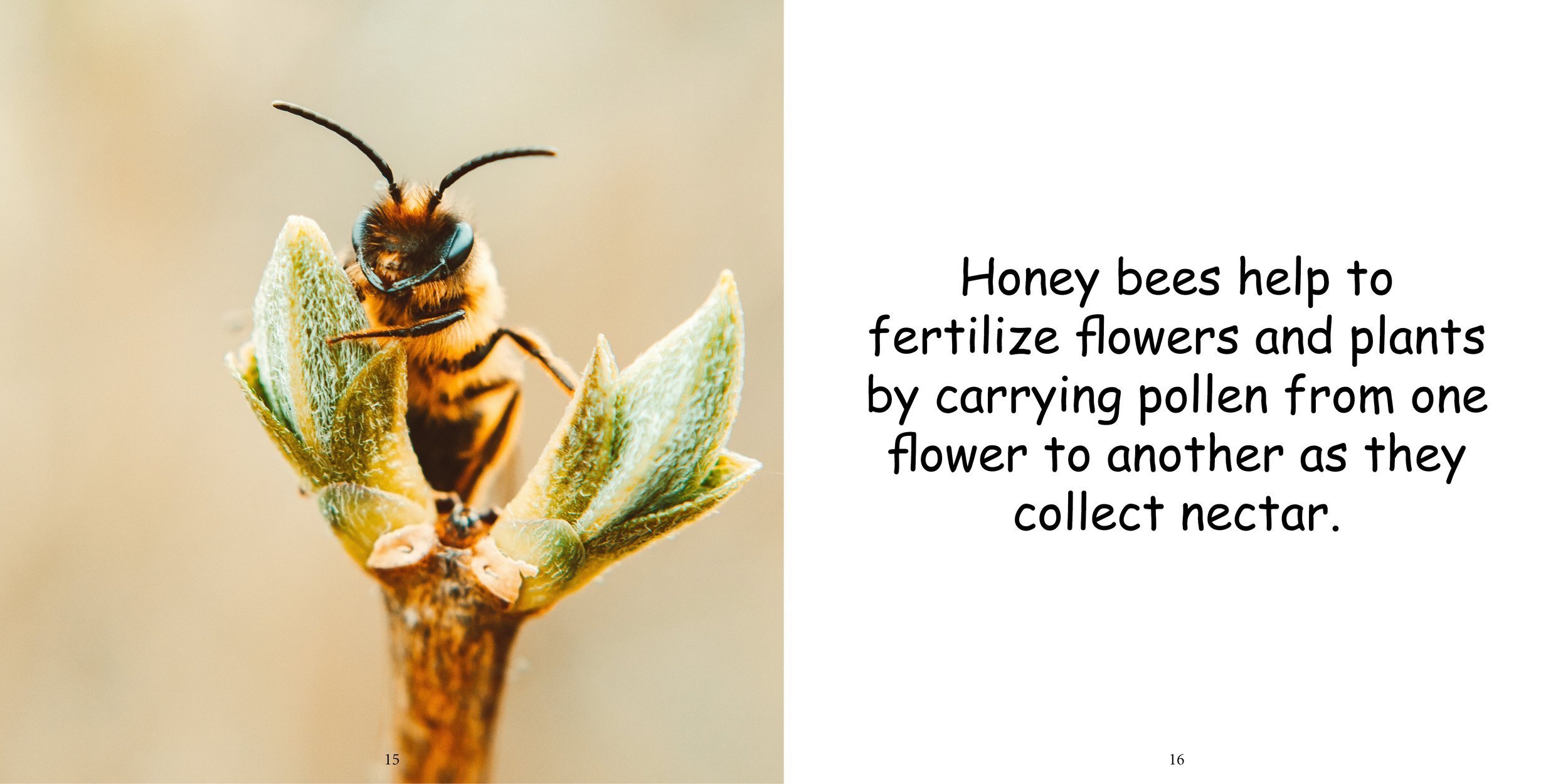 Everything about Honey Bees - Animal Series12.jpg