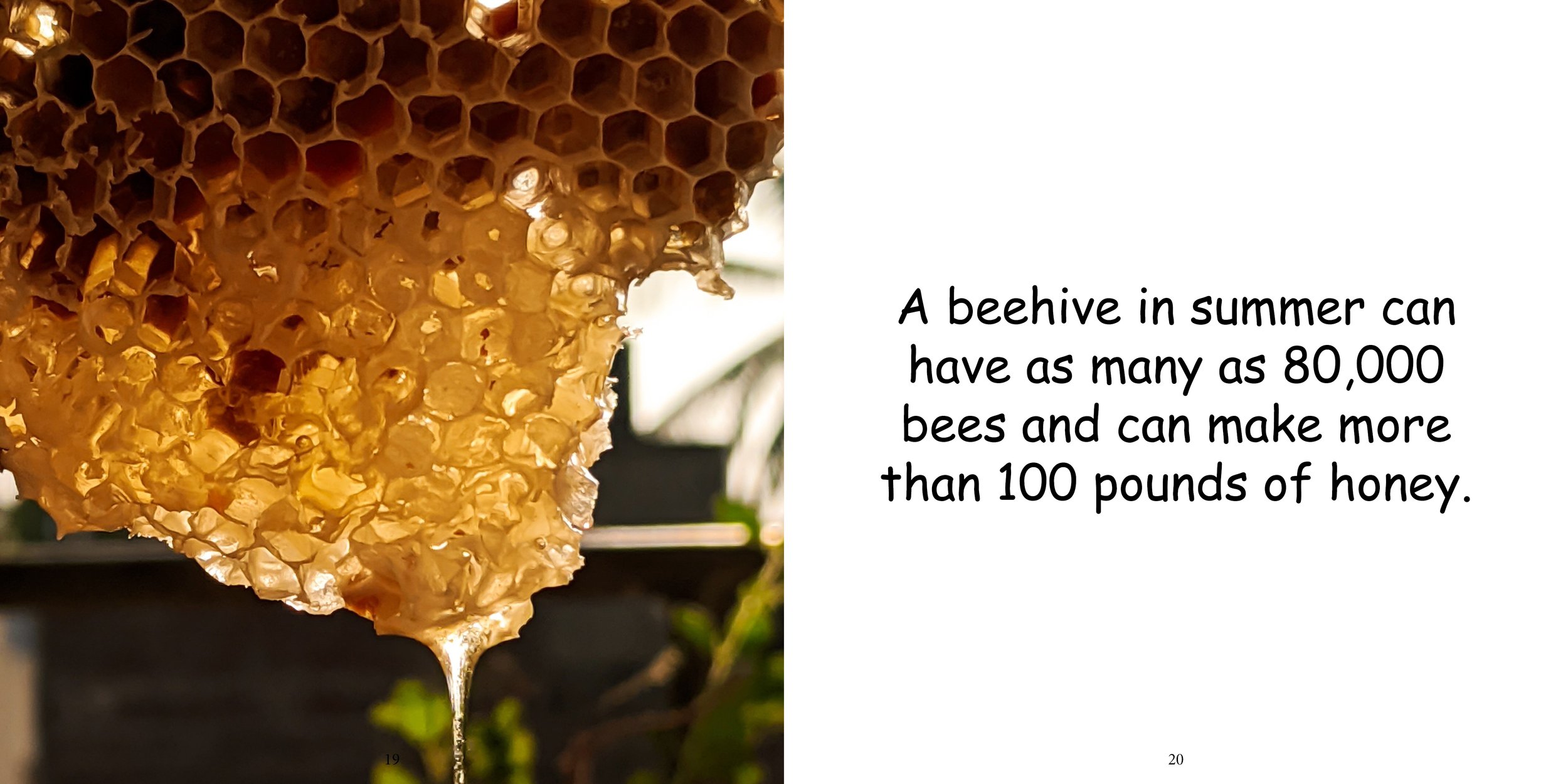 Everything about Honey Bees - Animal Series14.jpg