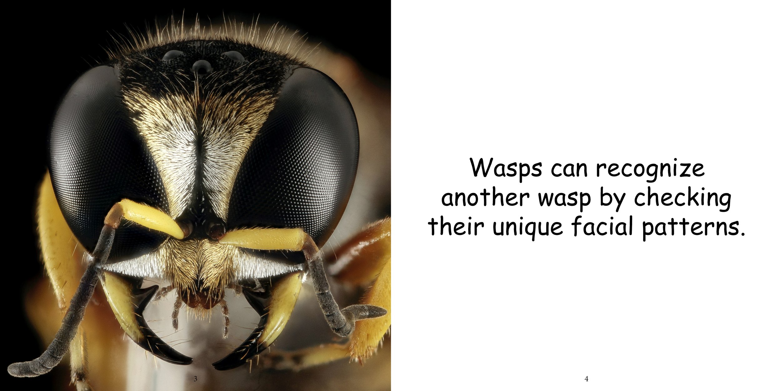 Everything about Wasps - Animal Series6.jpg