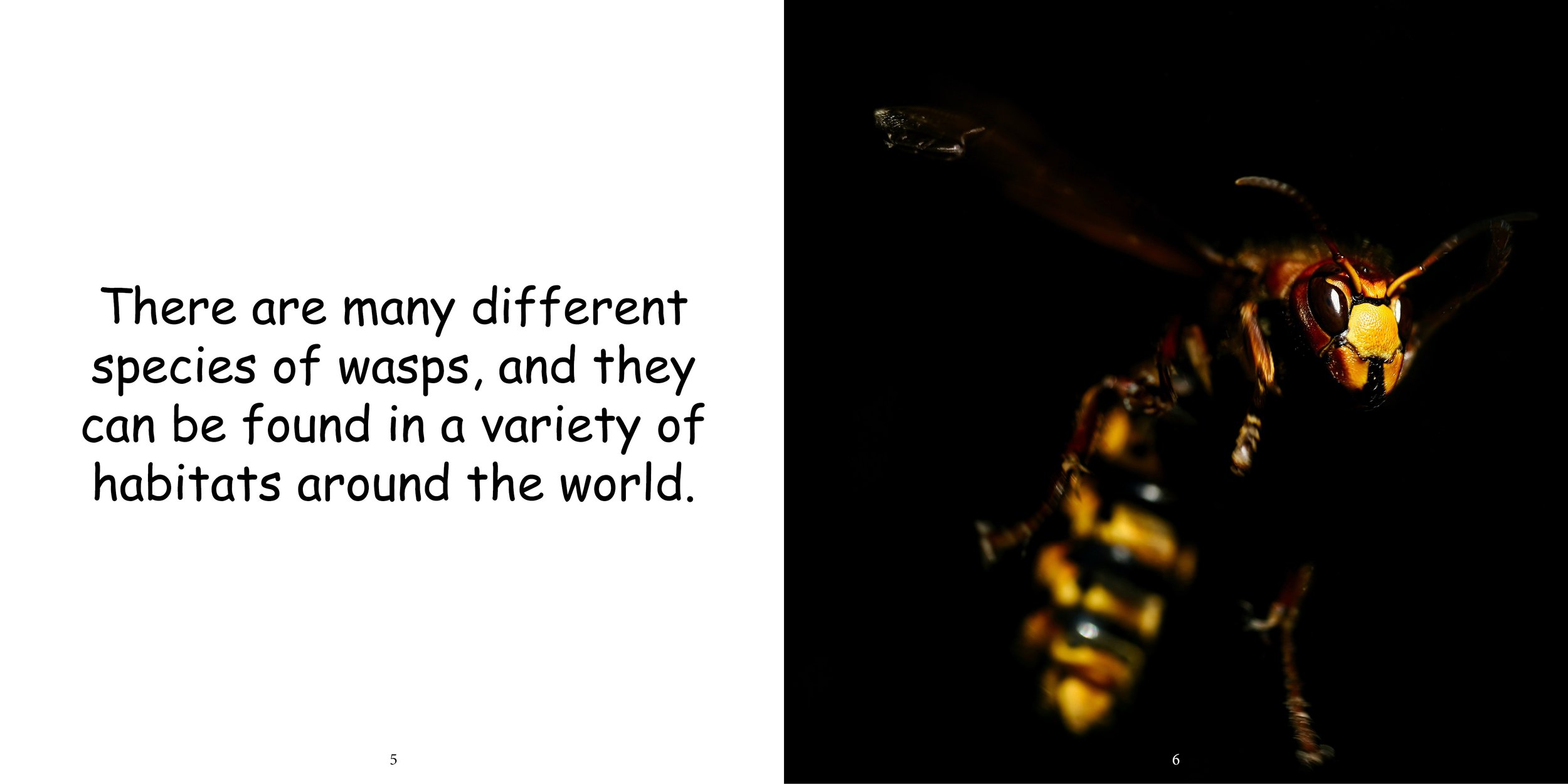 Everything about Wasps - Animal Series7.jpg
