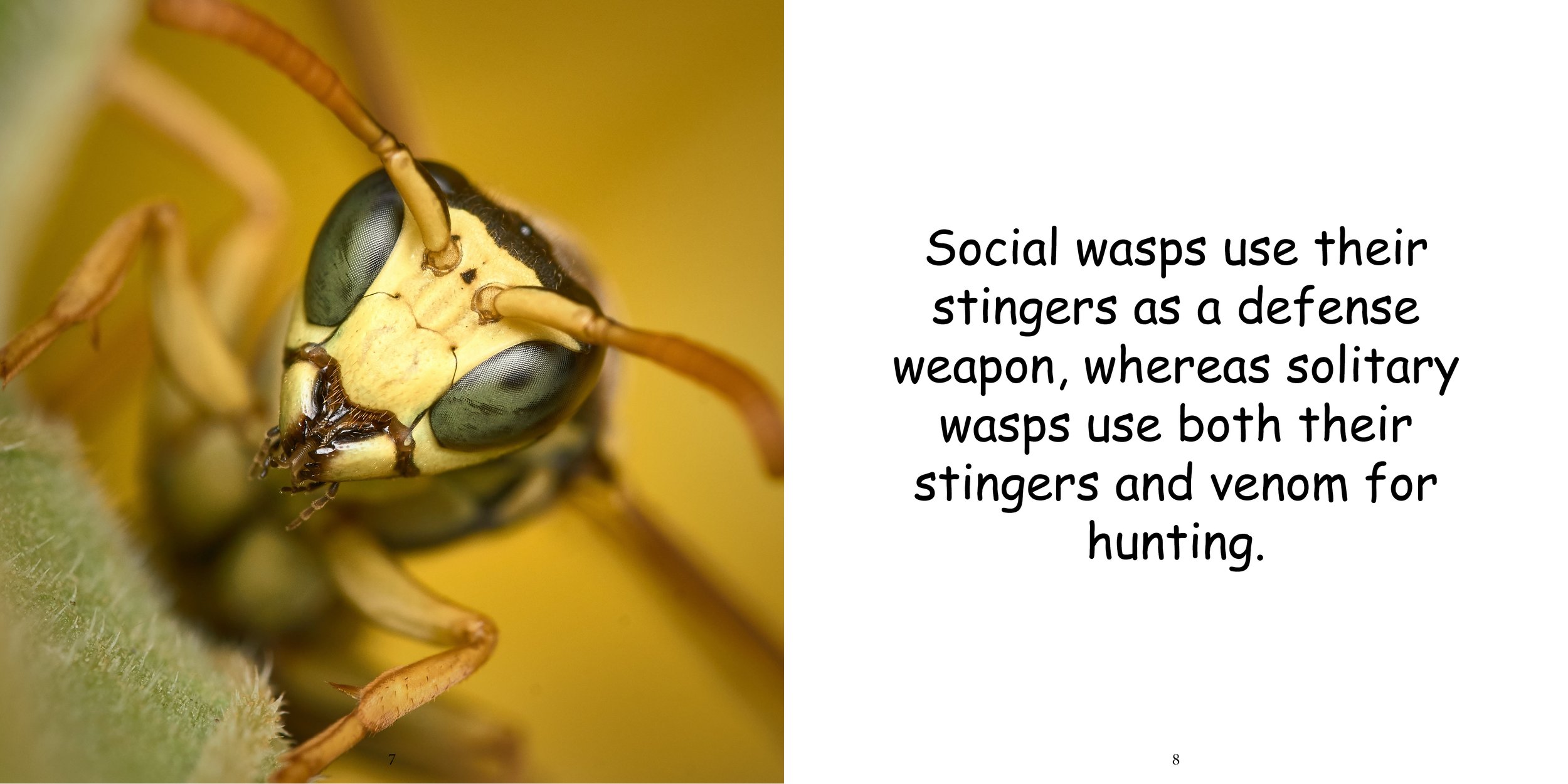 Everything about Wasps - Animal Series8.jpg