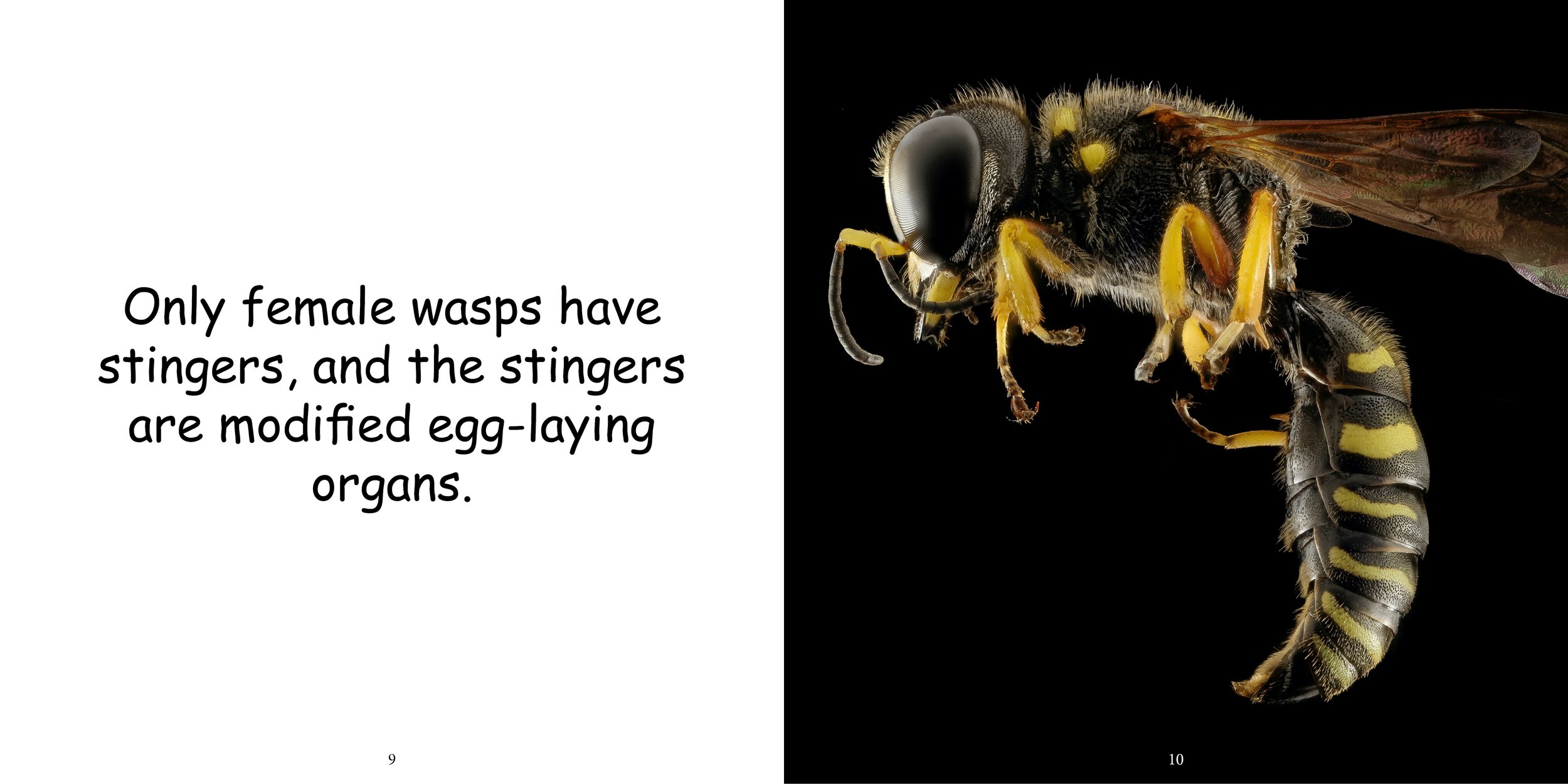 Everything about Wasps - Animal Series9.jpg