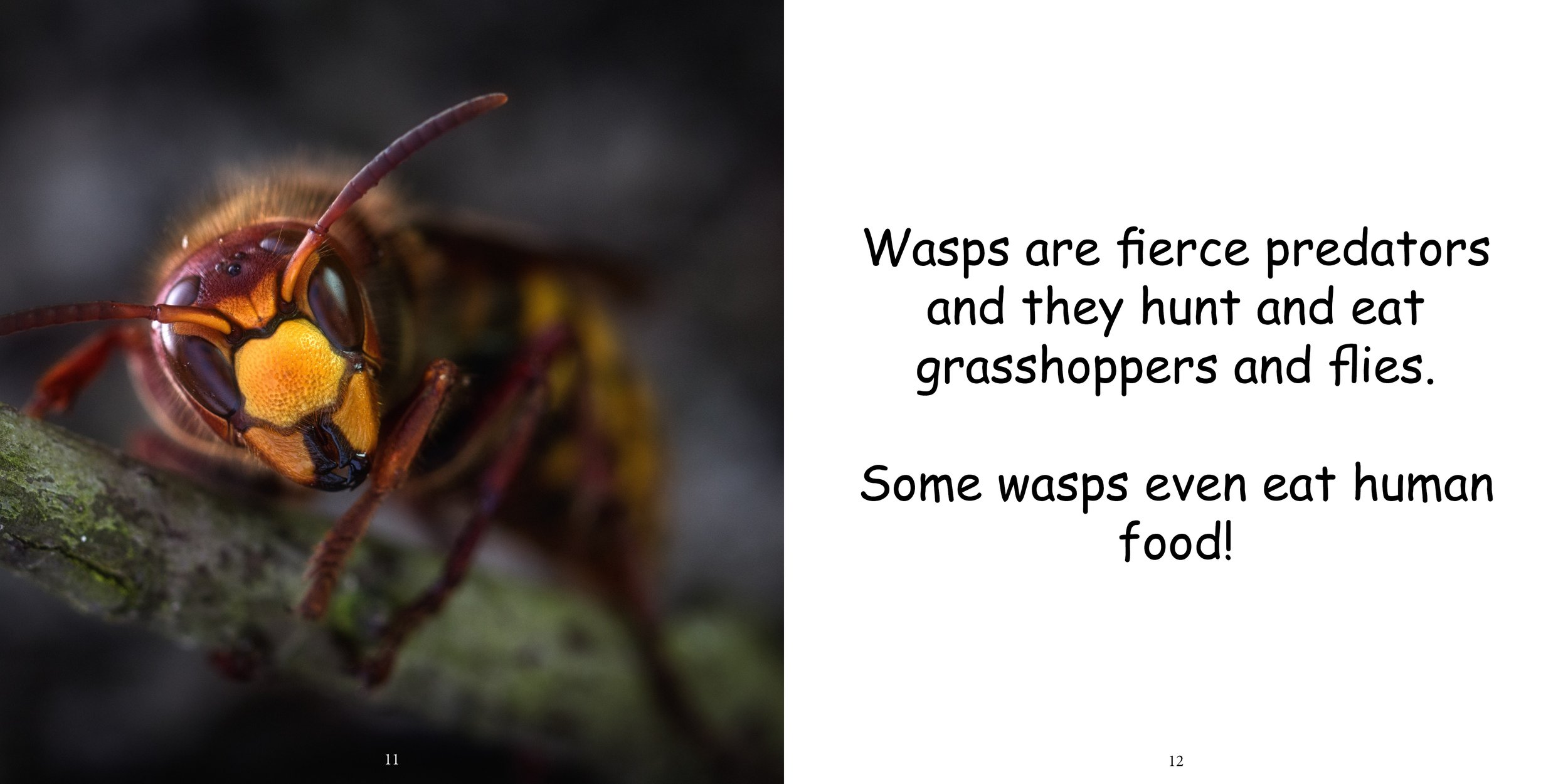 Everything about Wasps - Animal Series10.jpg