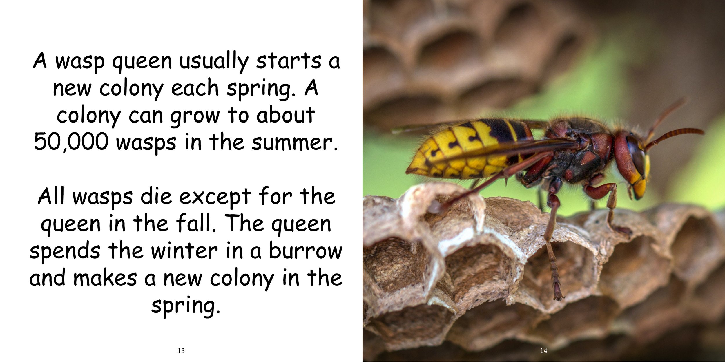 Everything about Wasps - Animal Series11.jpg