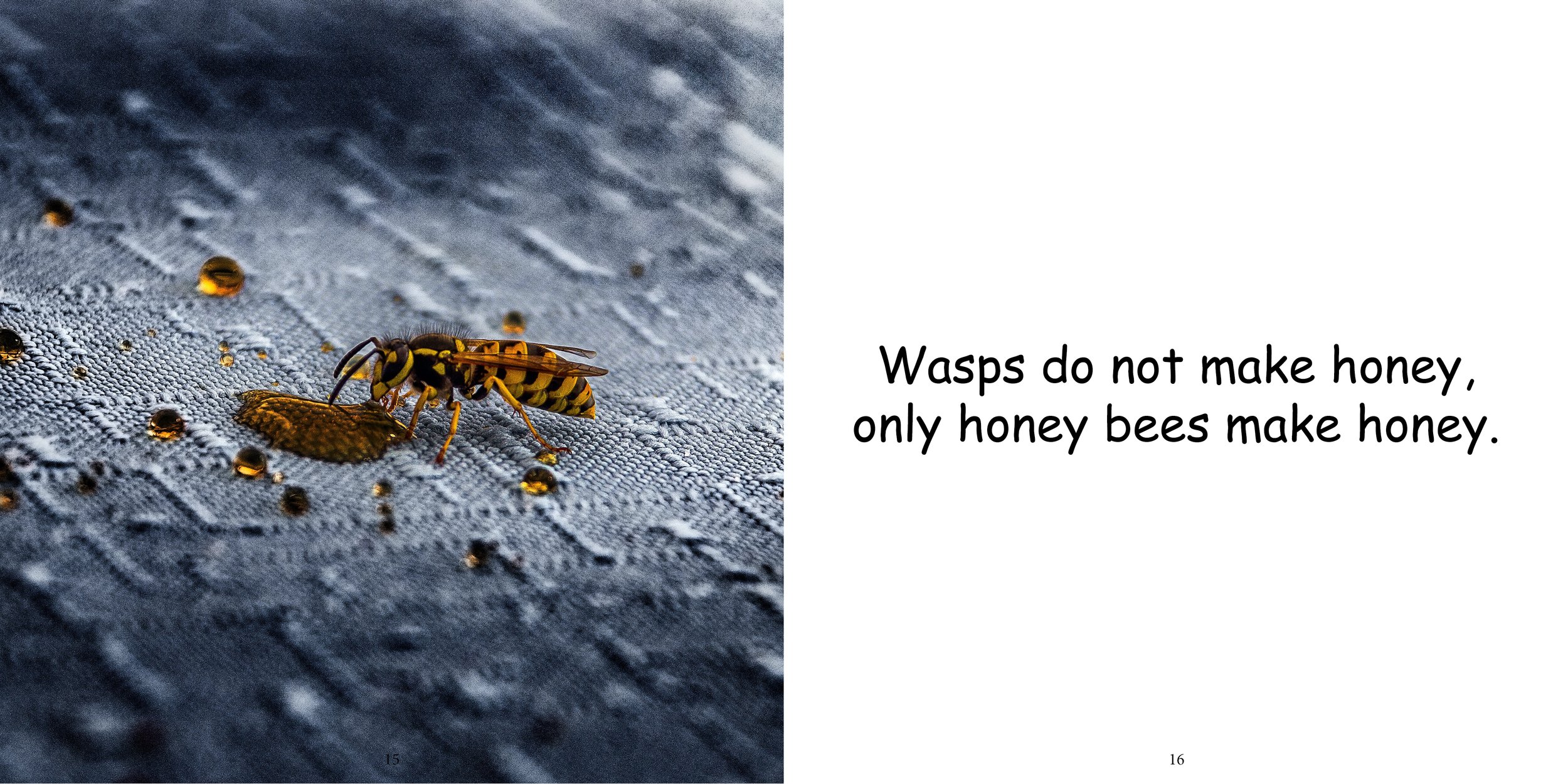 Everything about Wasps - Animal Series12.jpg