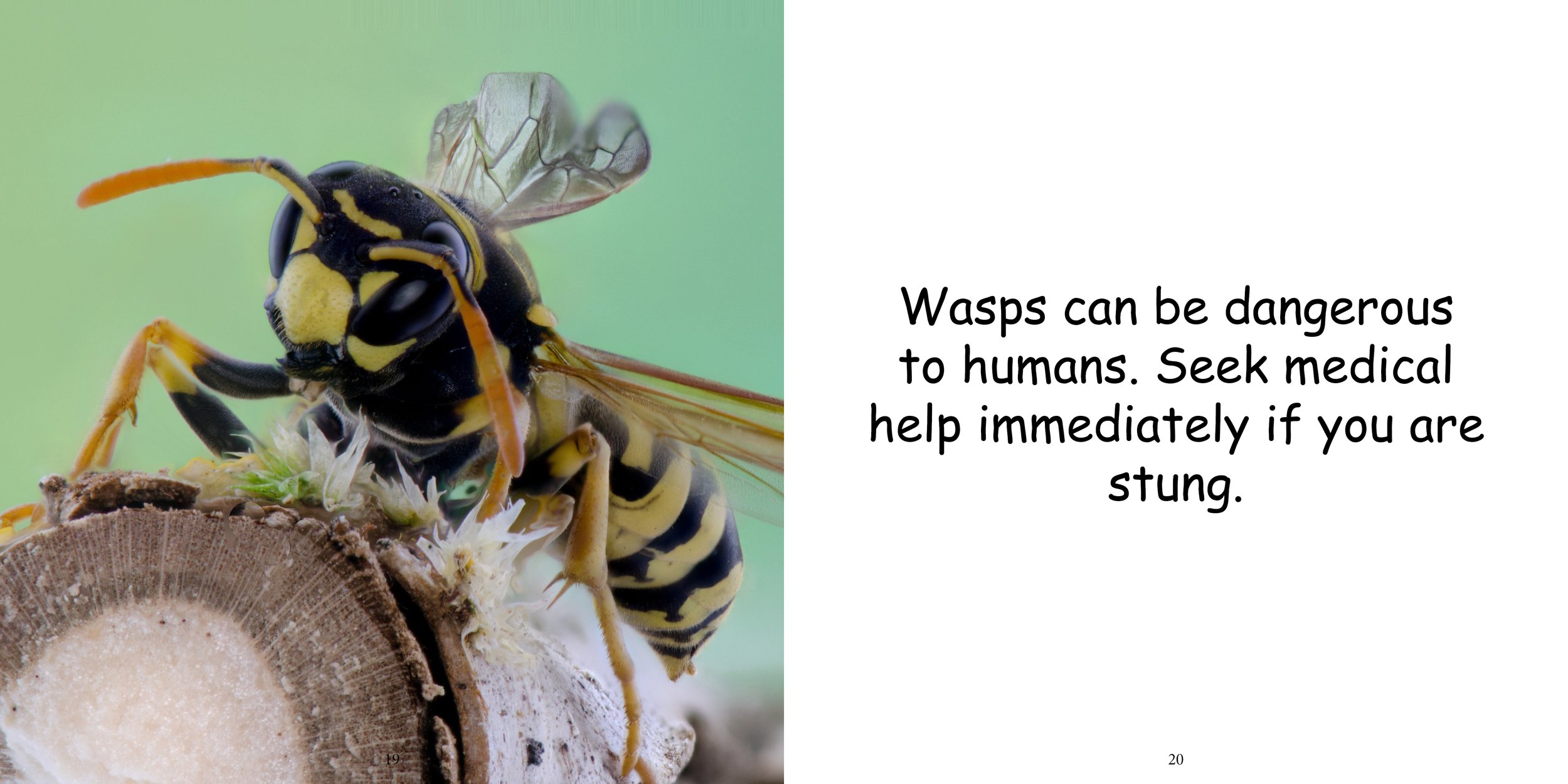 Everything about Wasps - Animal Series14.jpg