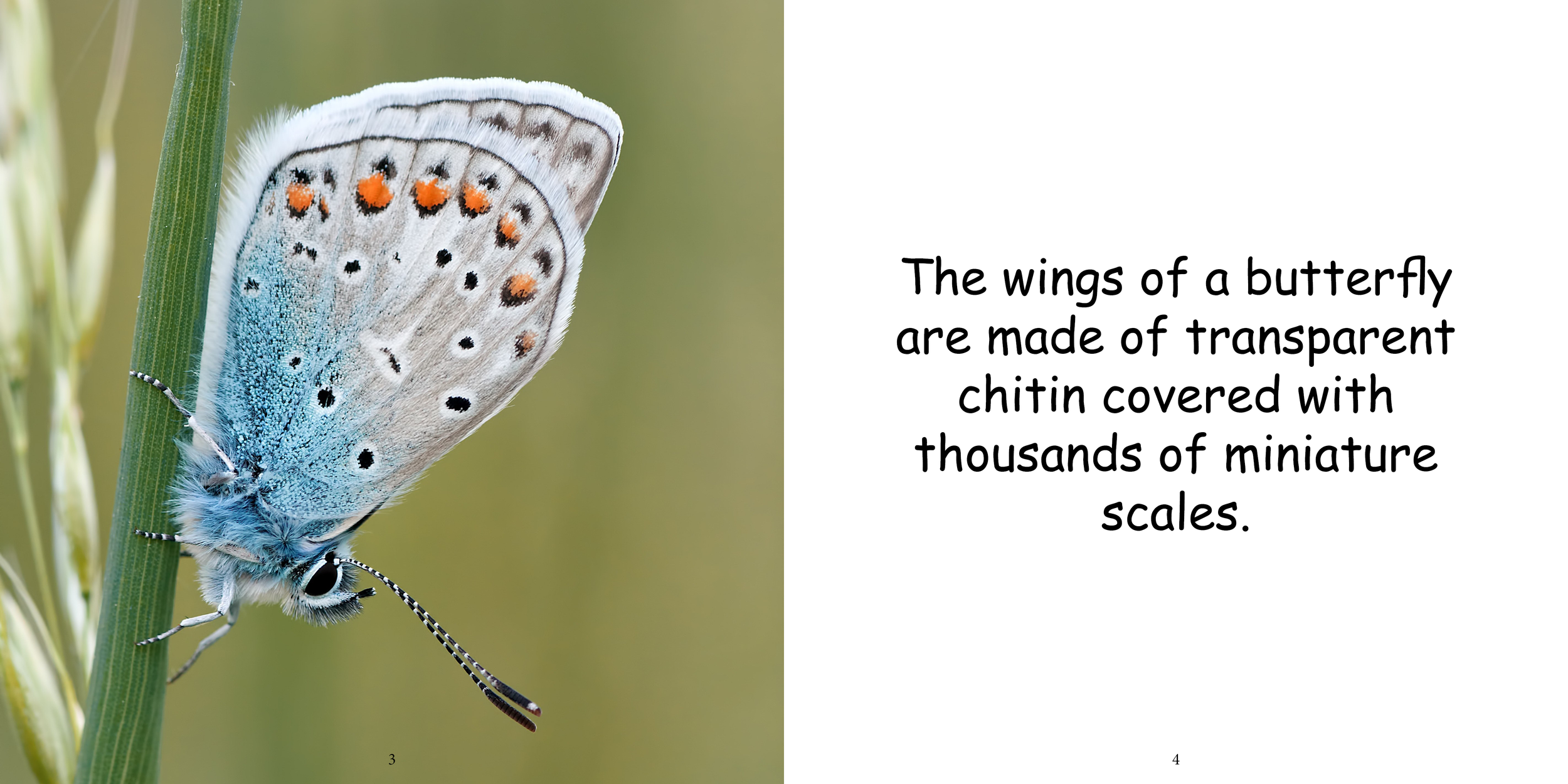 Everything about Butterflies - Animal Series6.png