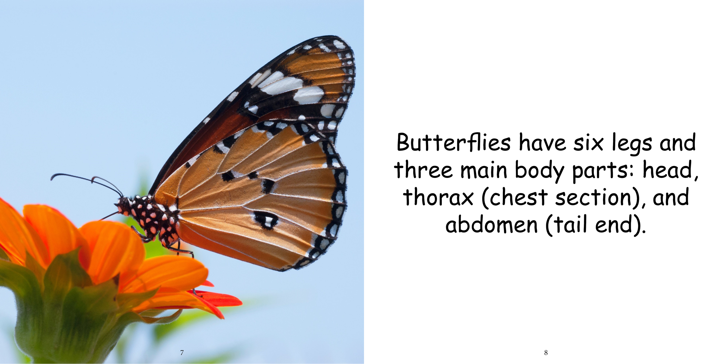 Everything about Butterflies - Animal Series8.png