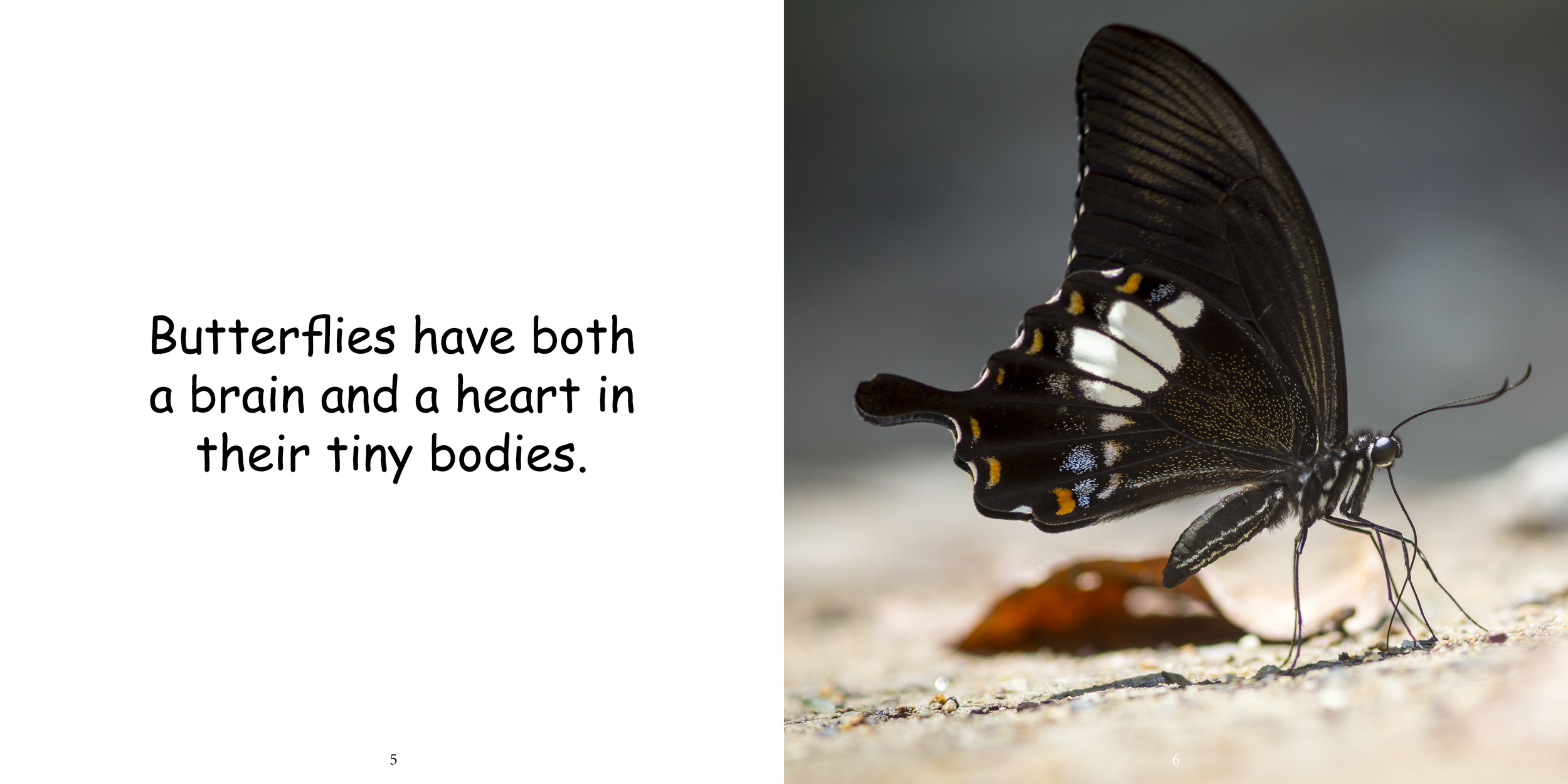 Everything about Butterflies - Animal Series7.png