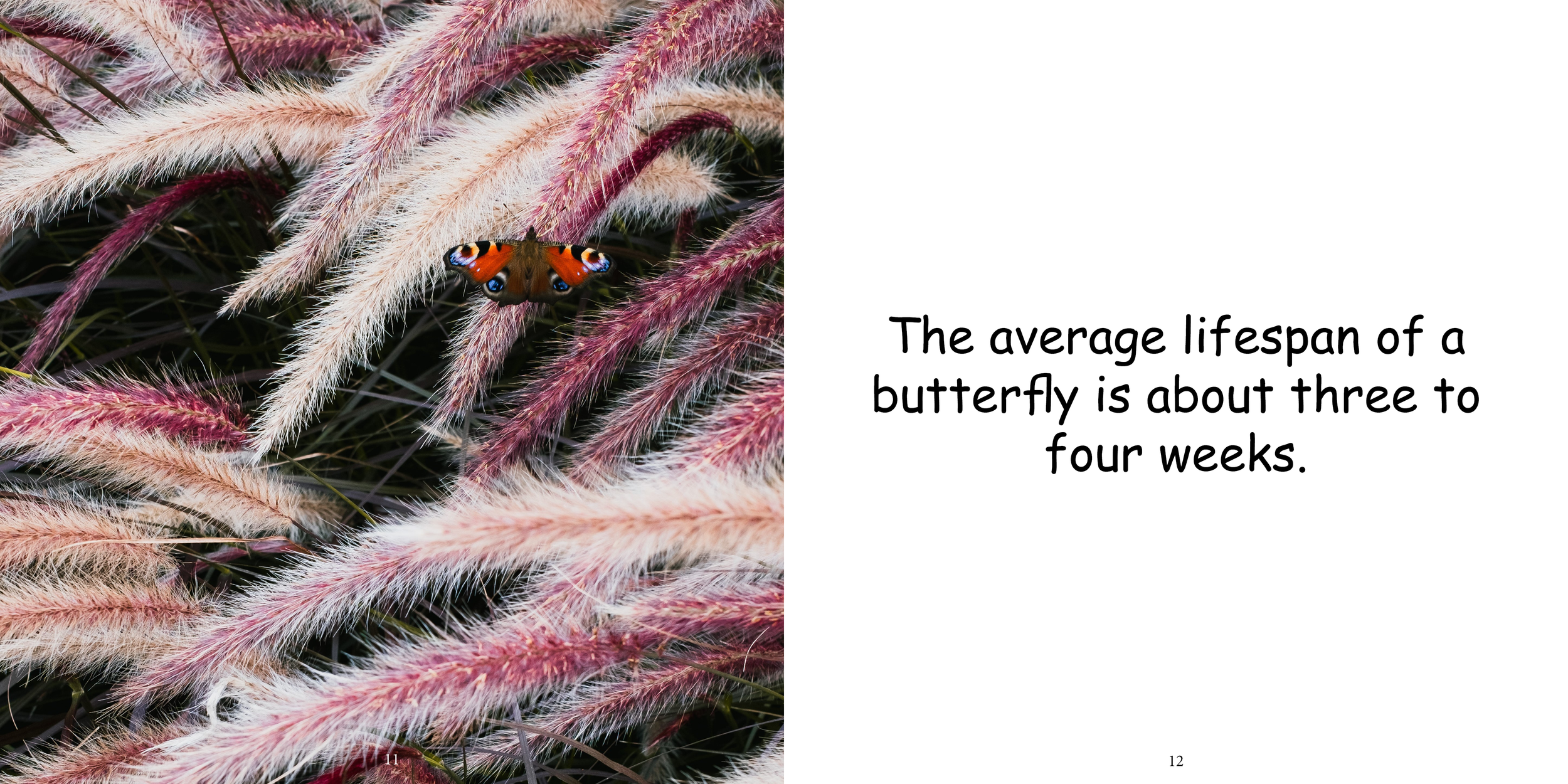 Everything about Butterflies - Animal Series10.png