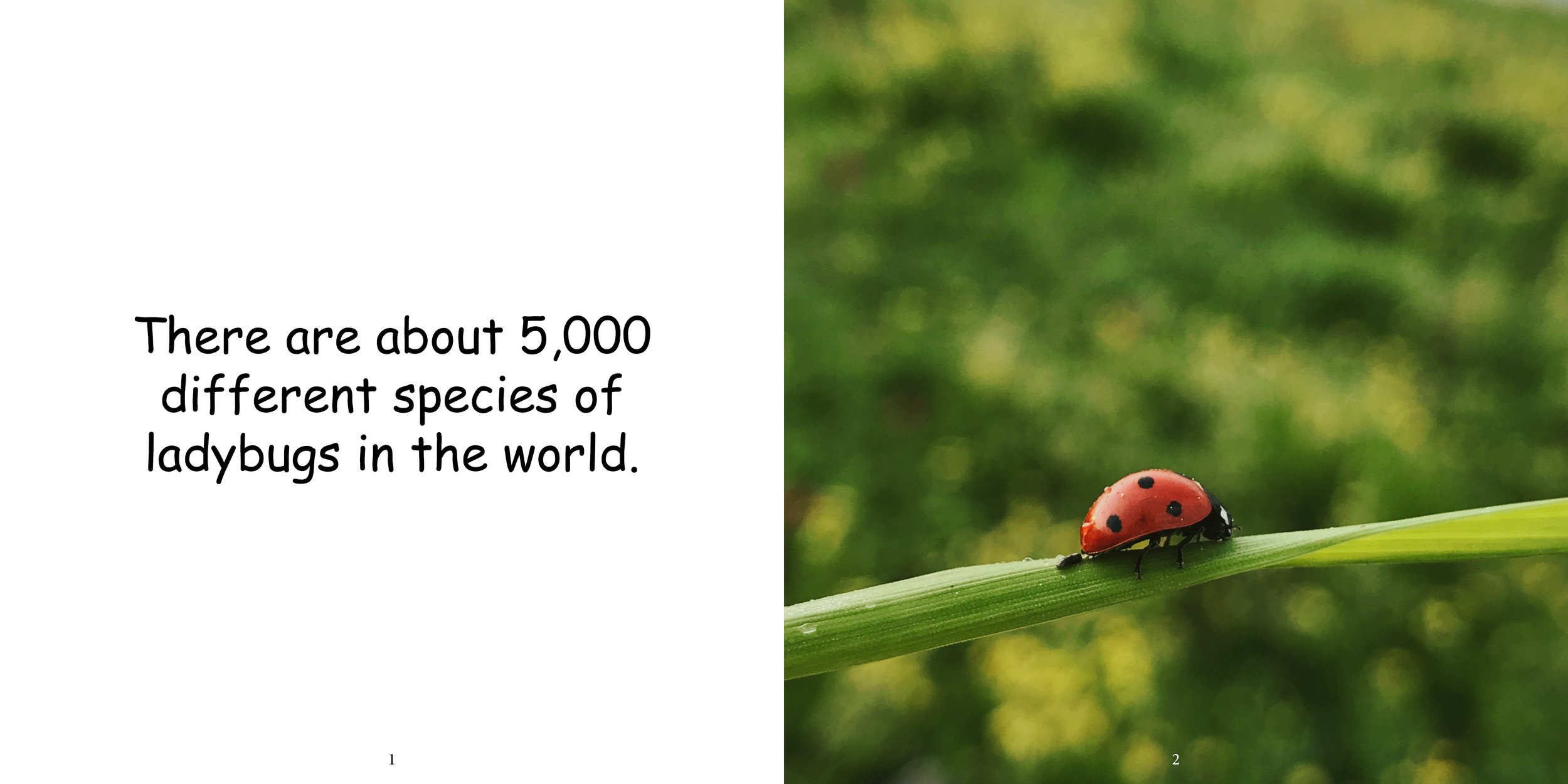 Everything about Ladybugs - Animal Series5.jpg