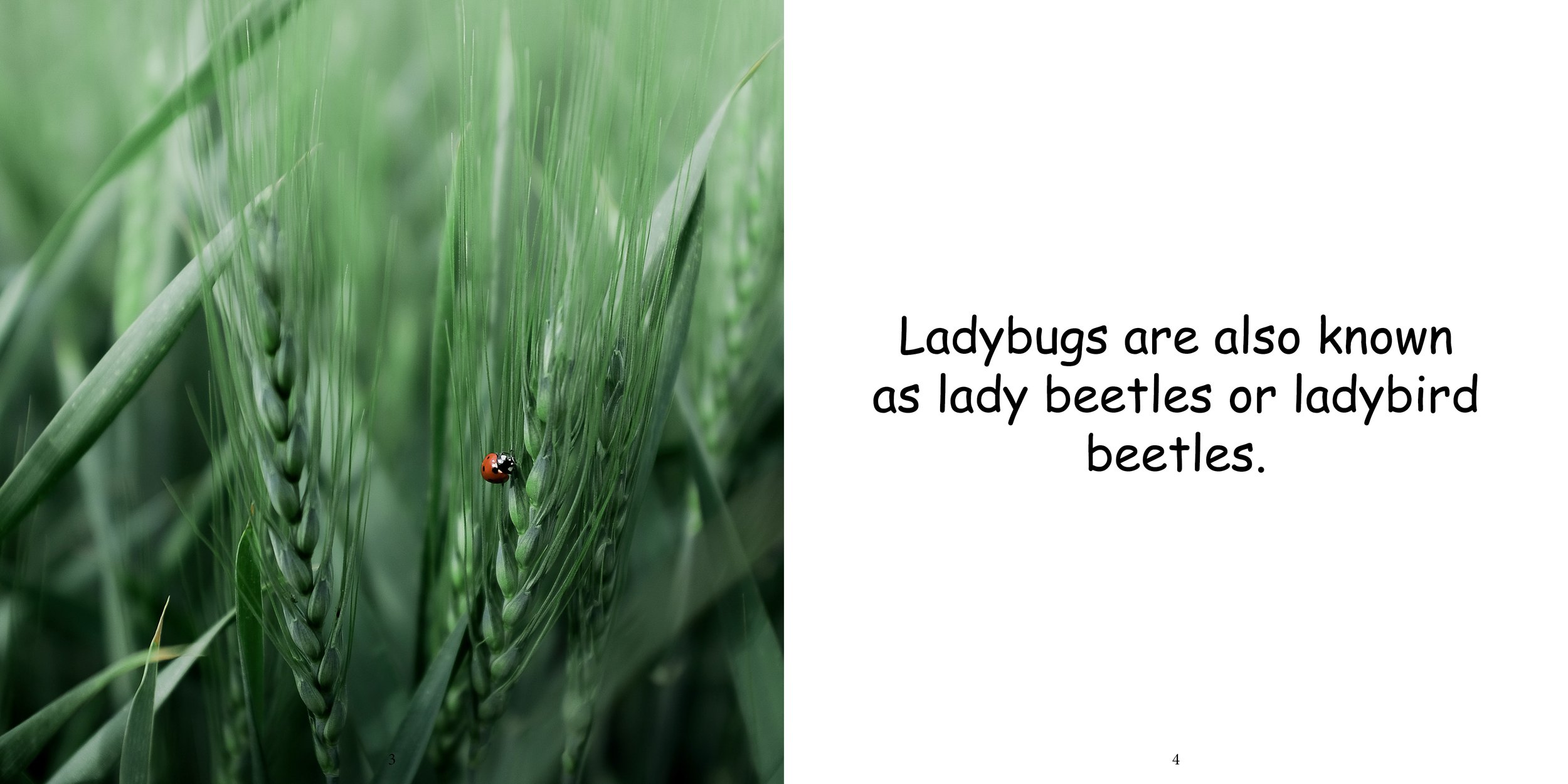 Everything about Ladybugs - Animal Series6.jpg