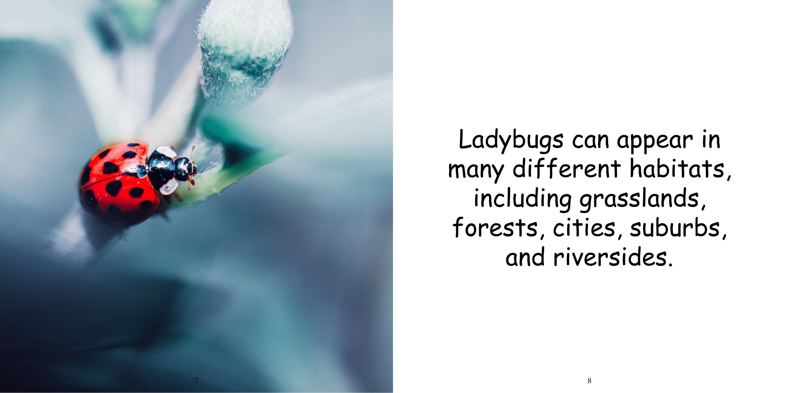 Everything about Ladybugs - Animal Series8.jpg