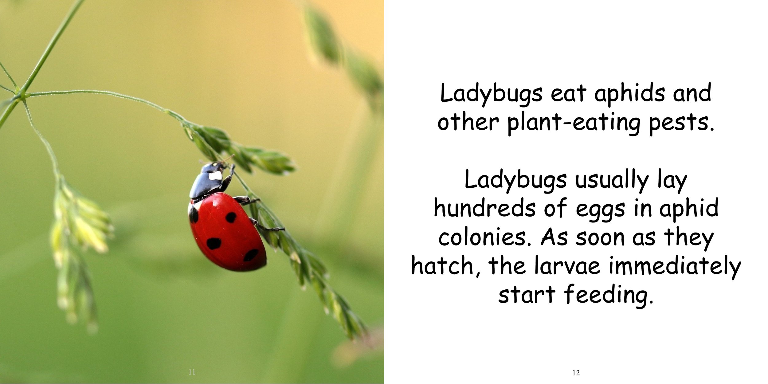 Everything about Ladybugs - Animal Series10.jpg