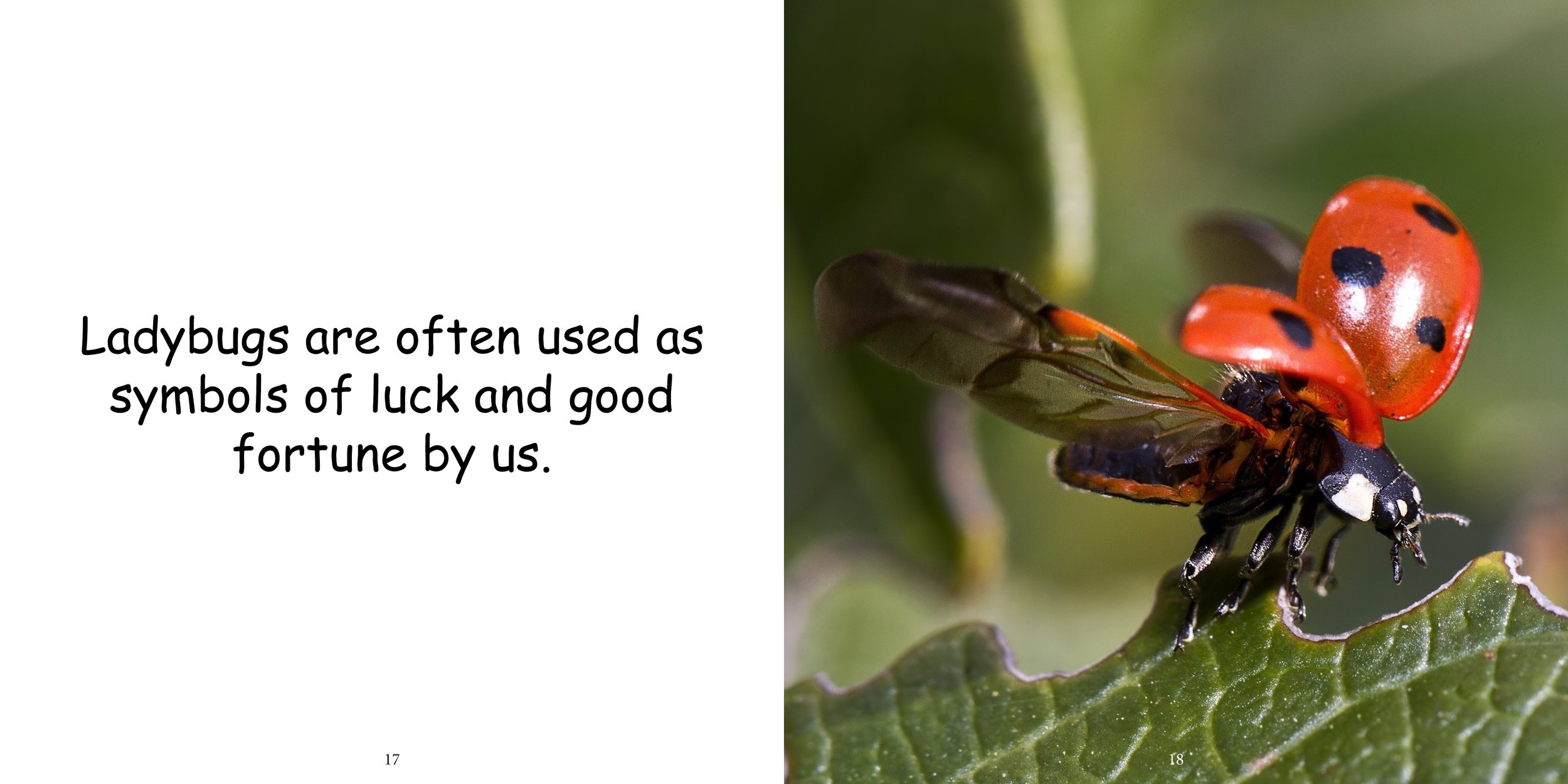 Everything about Ladybugs - Animal Series13.jpg