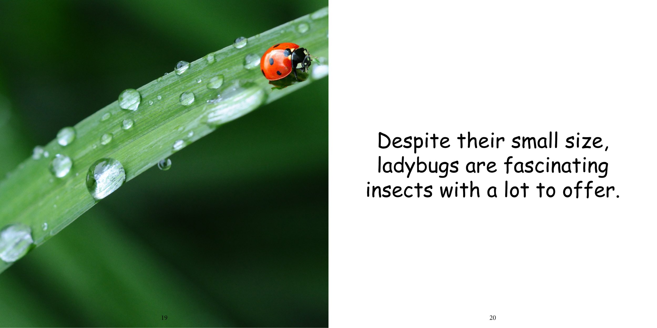 Everything about Ladybugs - Animal Series14.jpg