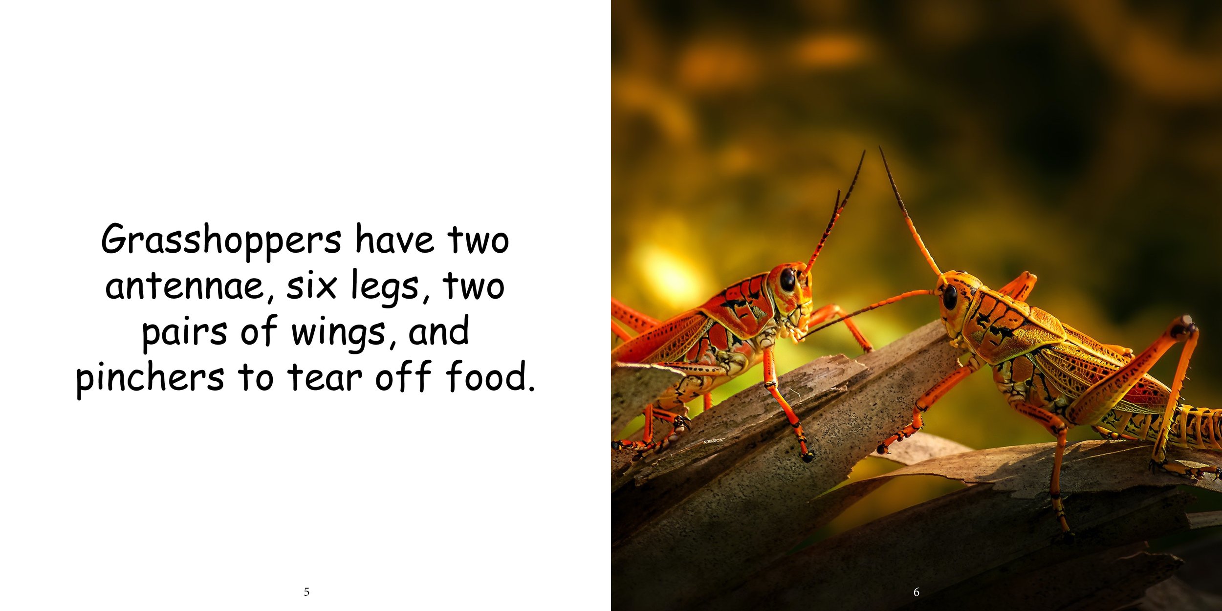 Everything about Grasshoppers - Animal Series7.jpg