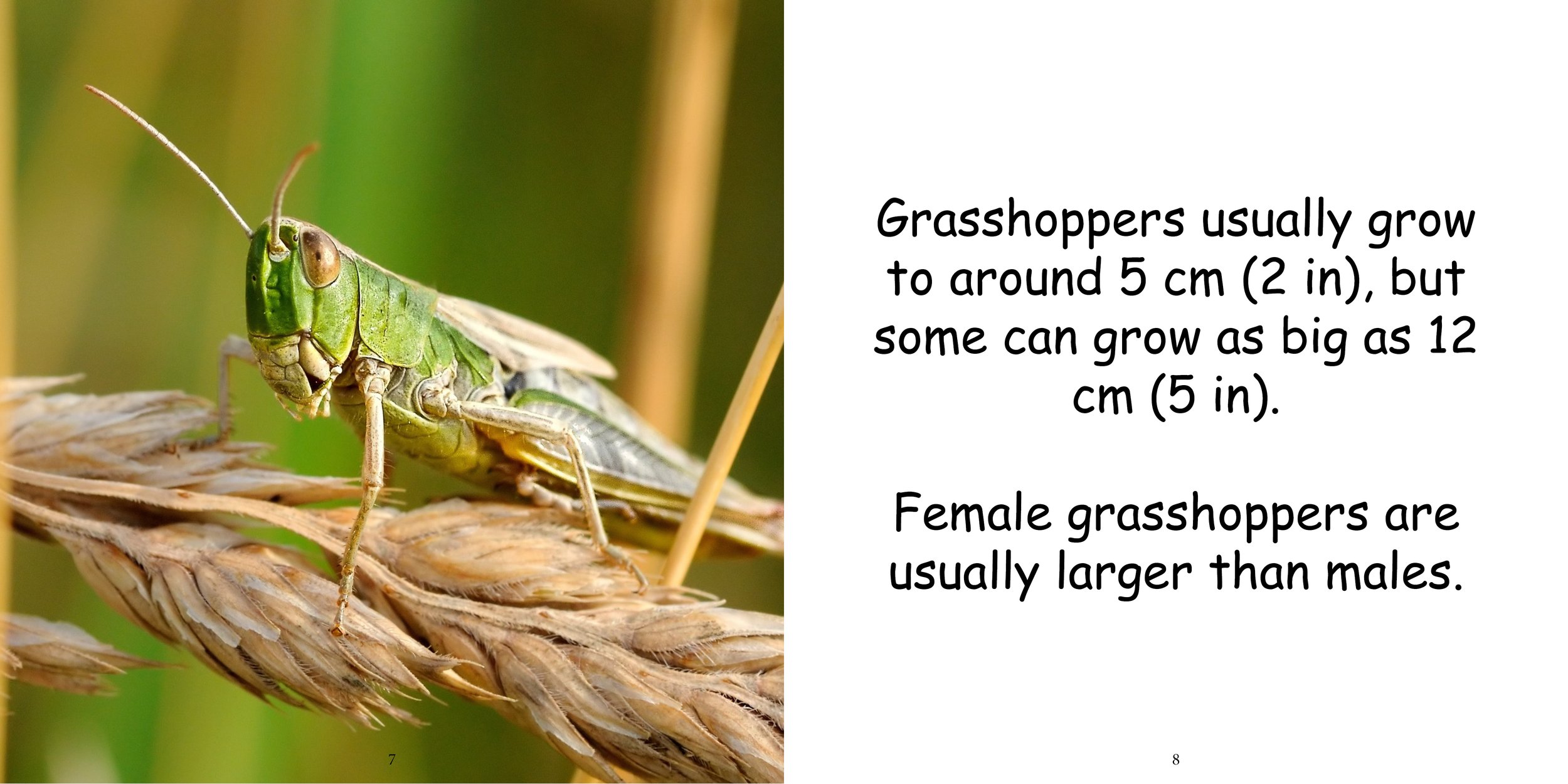 Everything about Grasshoppers - Animal Series8.jpg