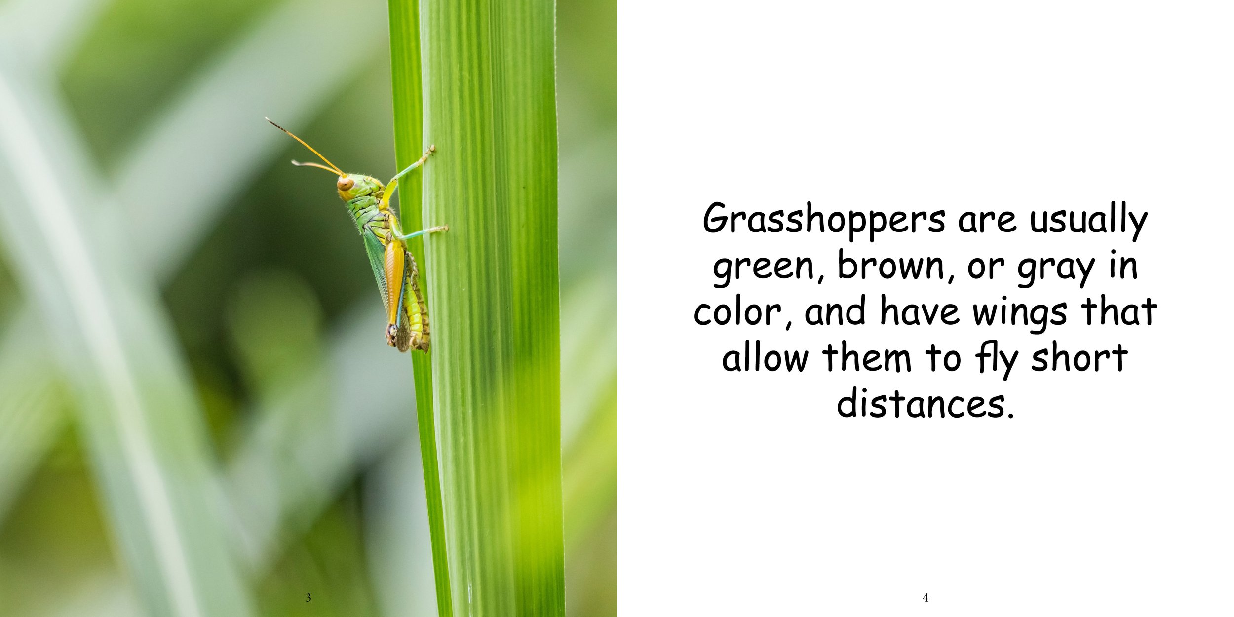 Everything about Grasshoppers - Animal Series6.jpg