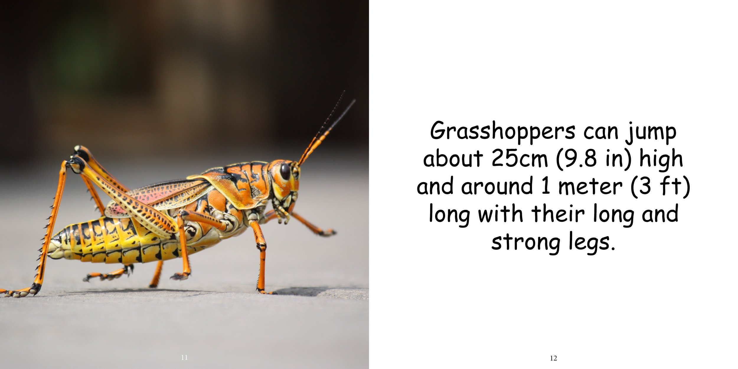 Everything about Grasshoppers - Animal Series10.jpg