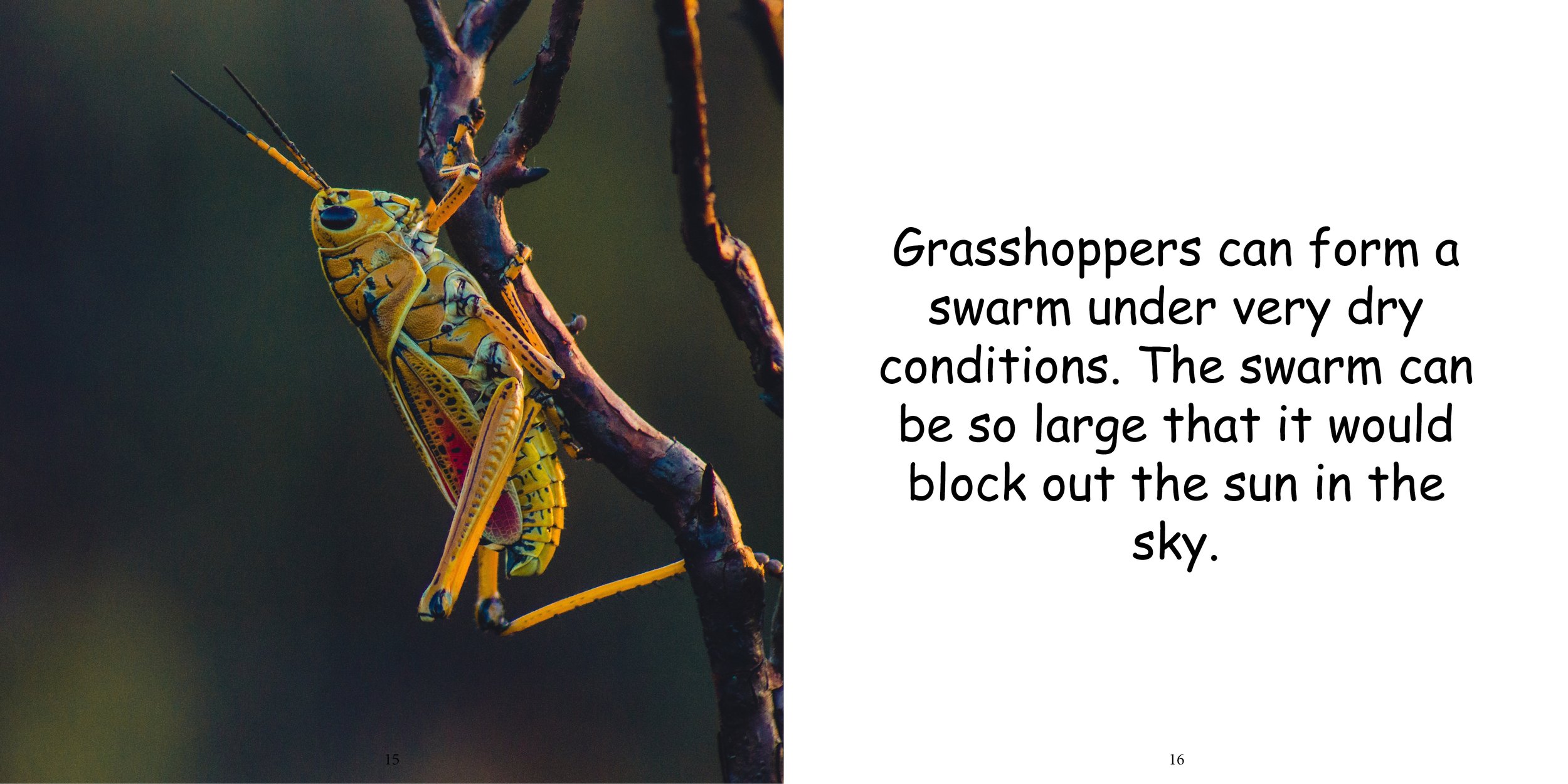 Everything about Grasshoppers - Animal Series12.jpg