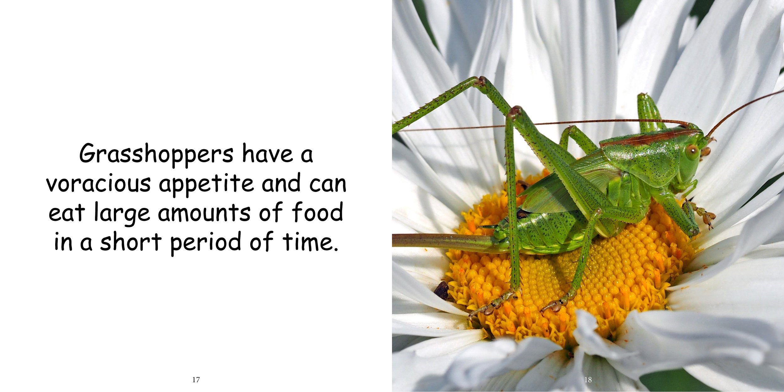 Everything about Grasshoppers - Animal Series13.jpg