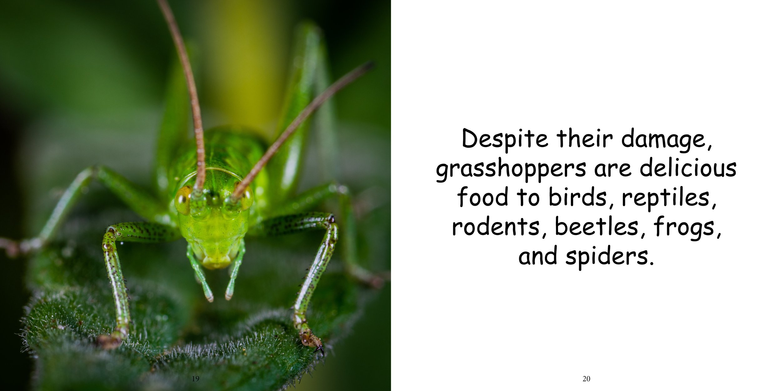 Everything about Grasshoppers - Animal Series14.jpg