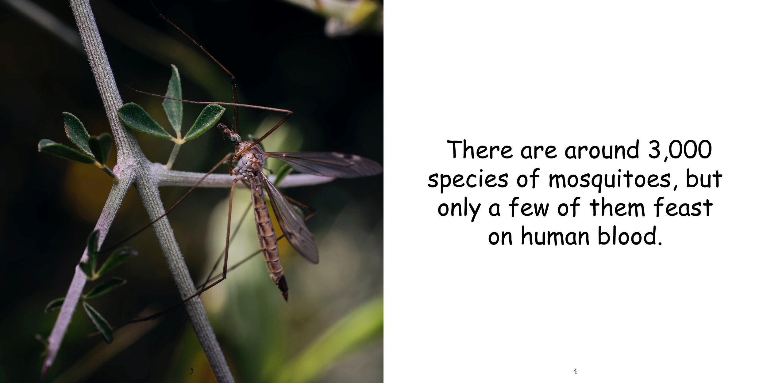 Everything about Mosquitos - Animal Series6.jpg