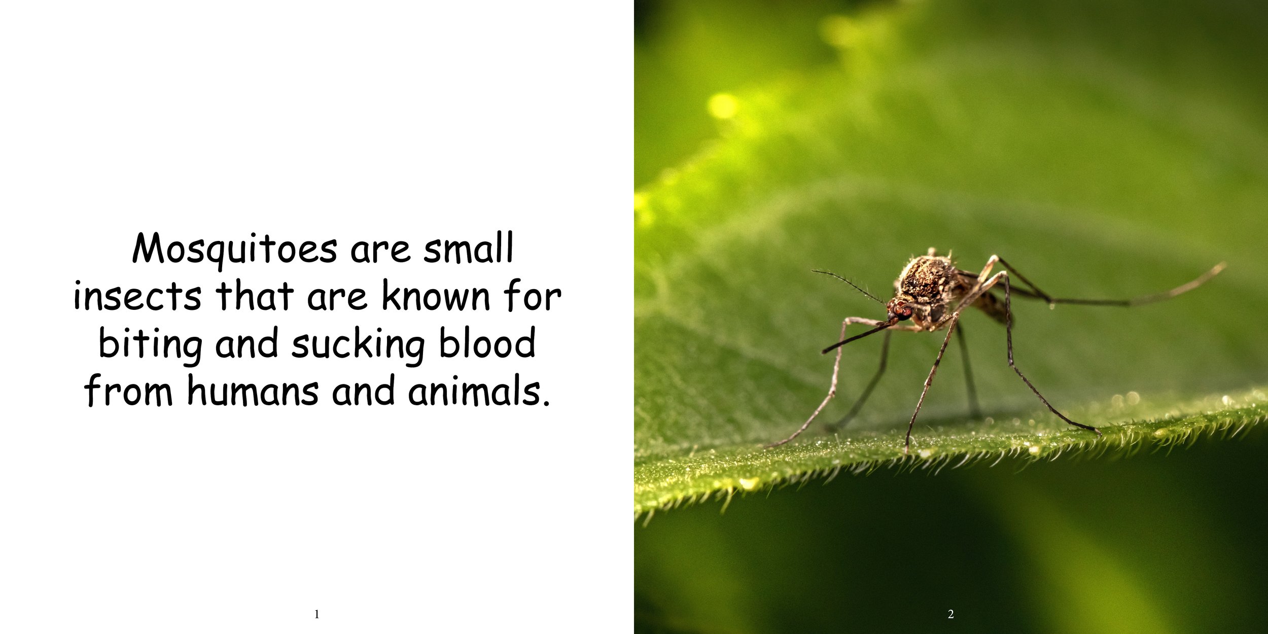 Everything about Mosquitos - Animal Series5.jpg