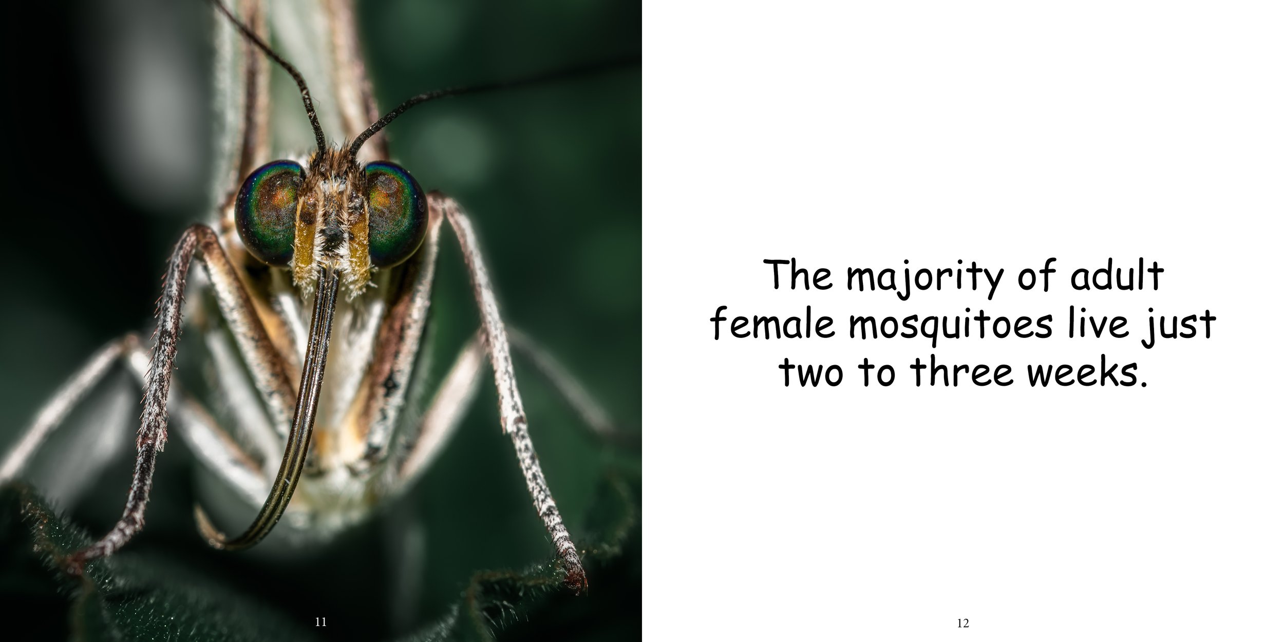 Everything about Mosquitos - Animal Series10.jpg