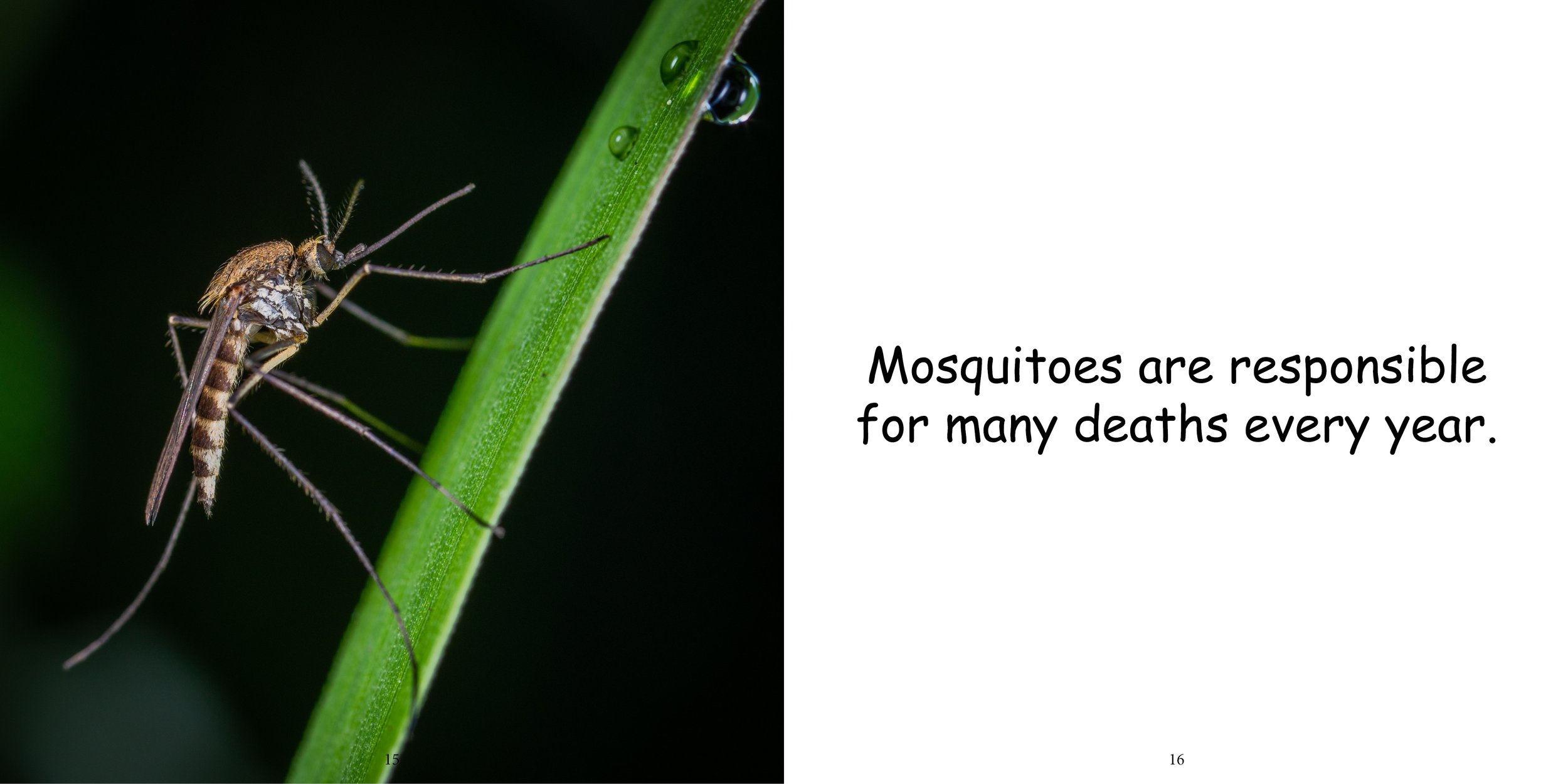 Everything about Mosquitos - Animal Series12.jpg